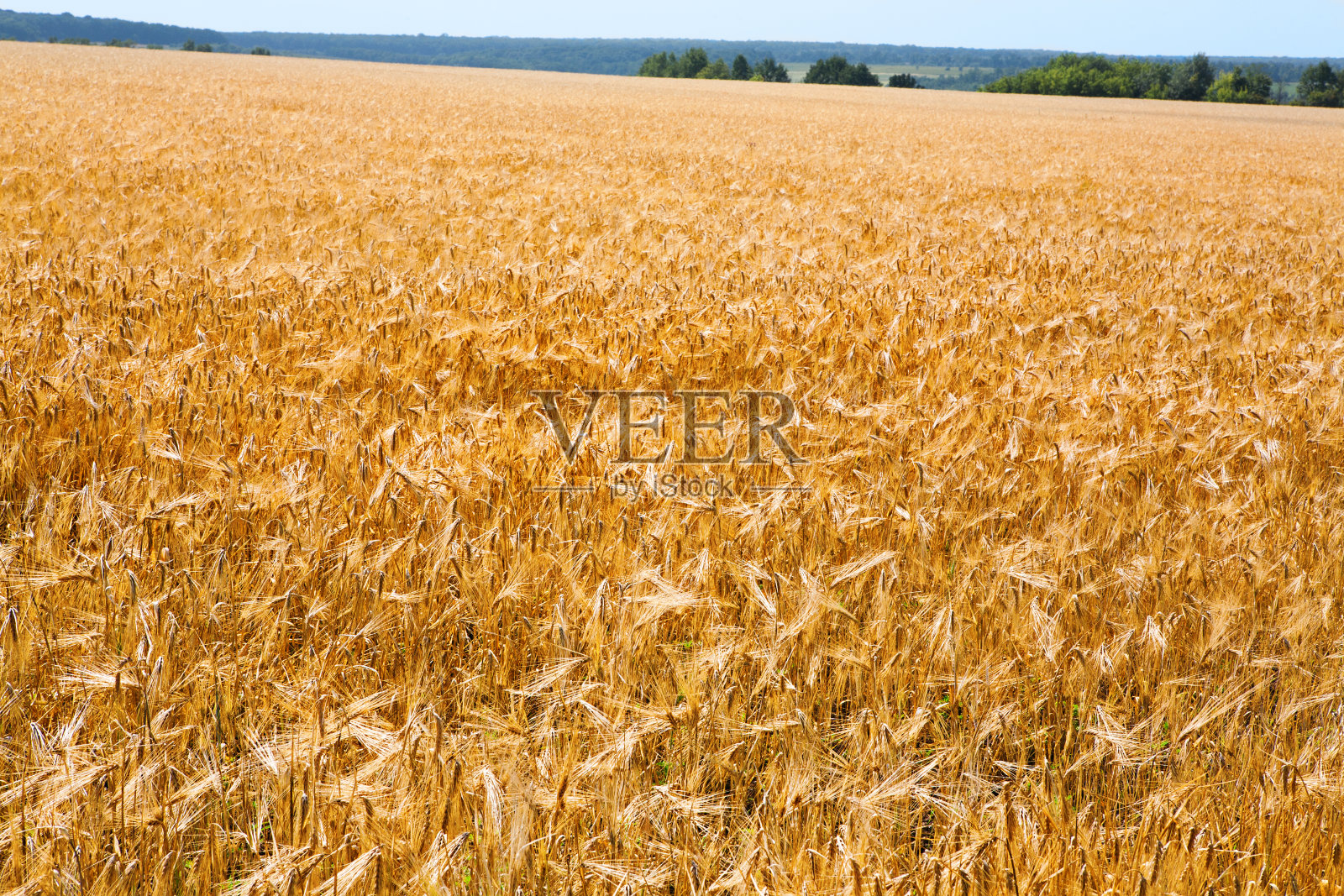 夏天田野里美丽的成熟小麦照片摄影图片