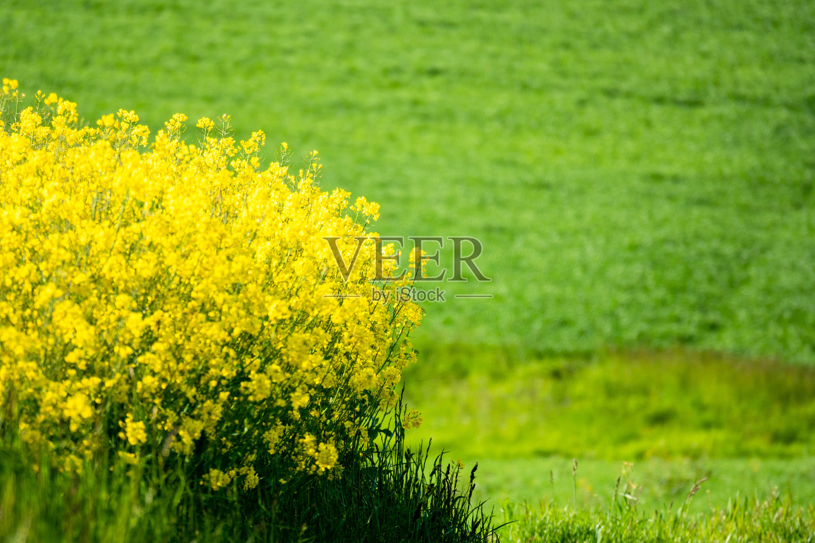 油菜田春季背景照片摄影图片
