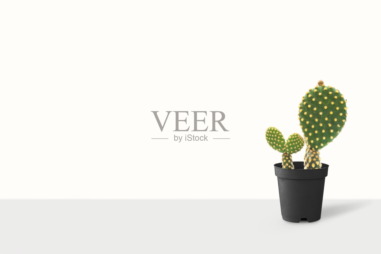 仙人掌孤立在白色背景上。木桌上放着五颜六色的陶罐。照片摄影图片