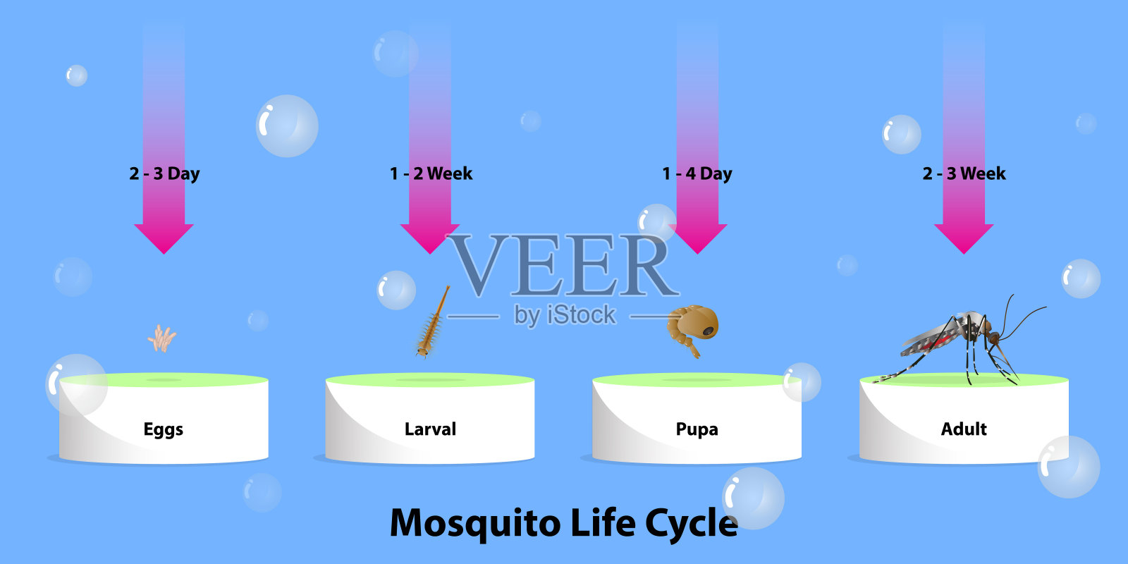 蚊子的生命周期插画图片素材