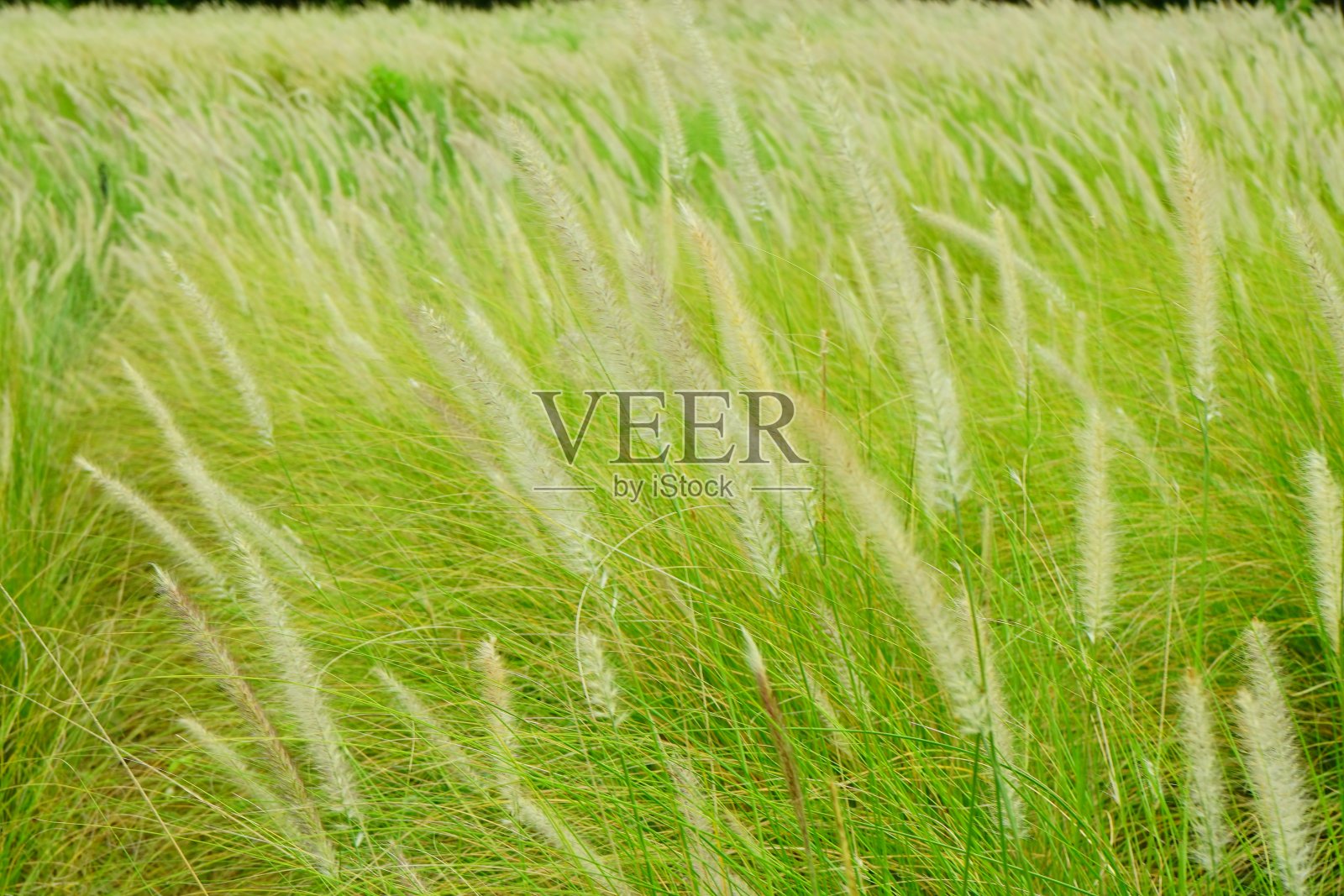 模糊的草花黄色背景照片摄影图片