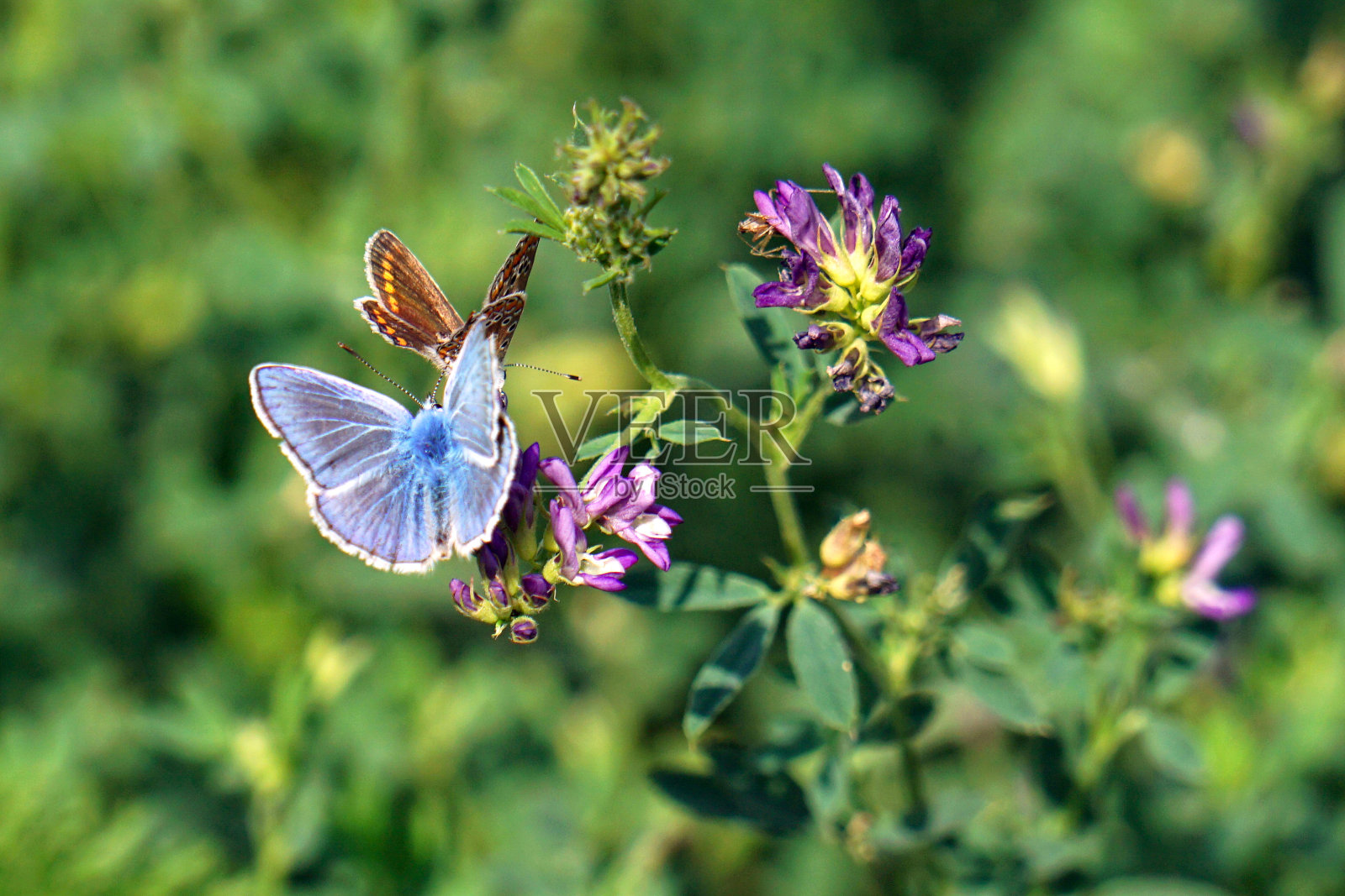 花上的蝴蝶照片摄影图片