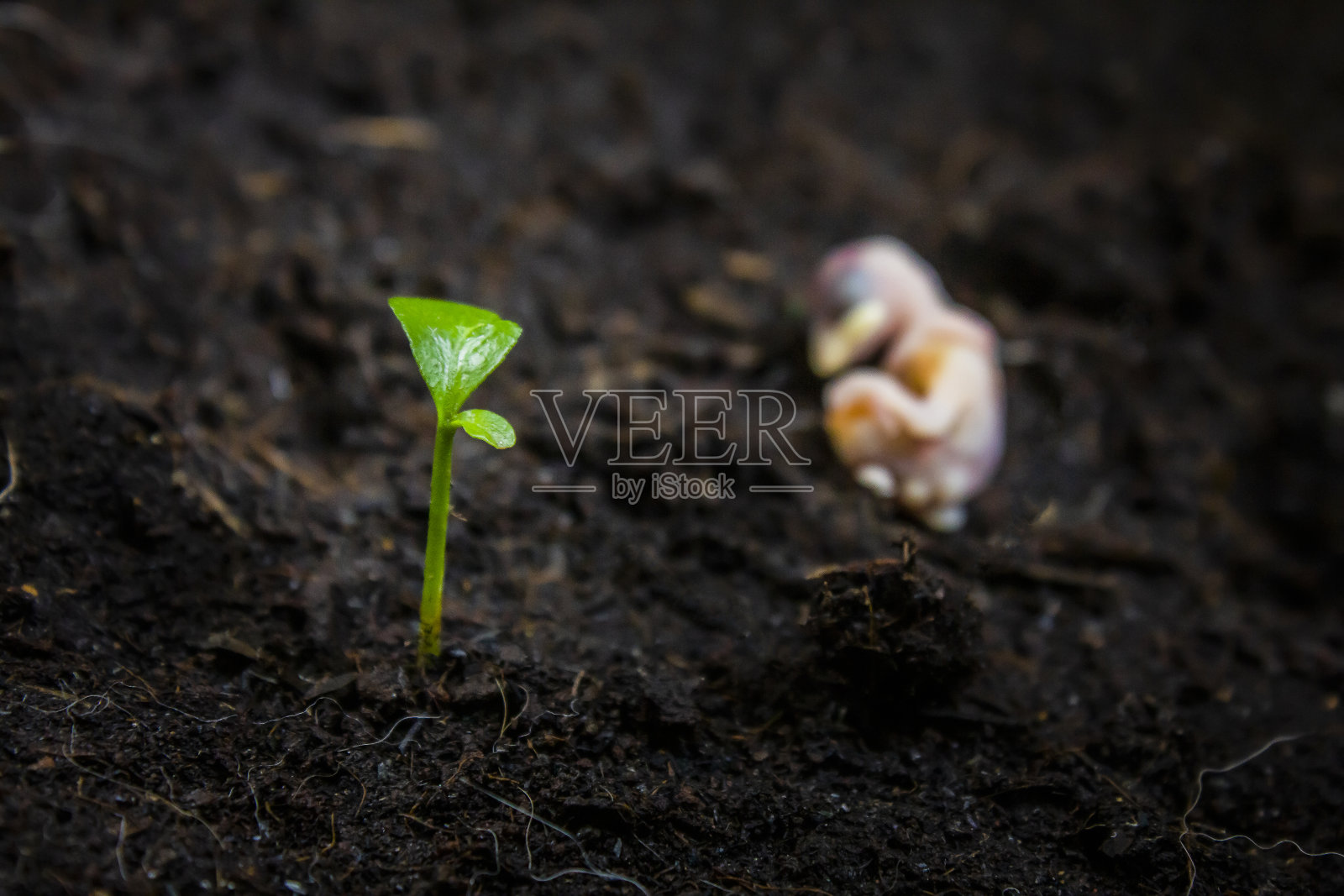 小植物特写照片摄影图片
