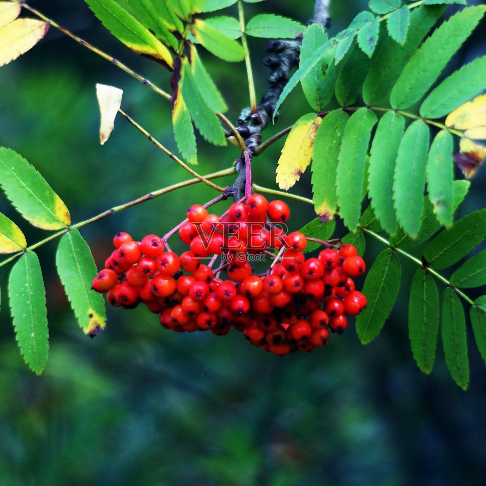 束或红莓照片摄影图片