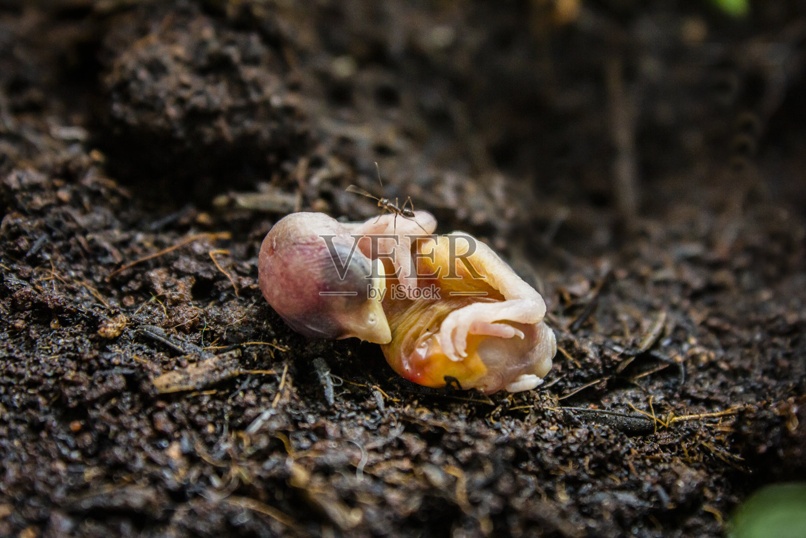 独自一人照片摄影图片