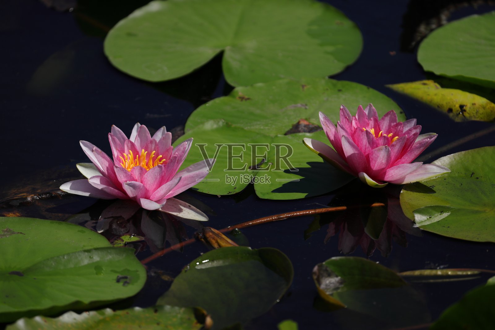 湖中荷花的特写镜头照片摄影图片