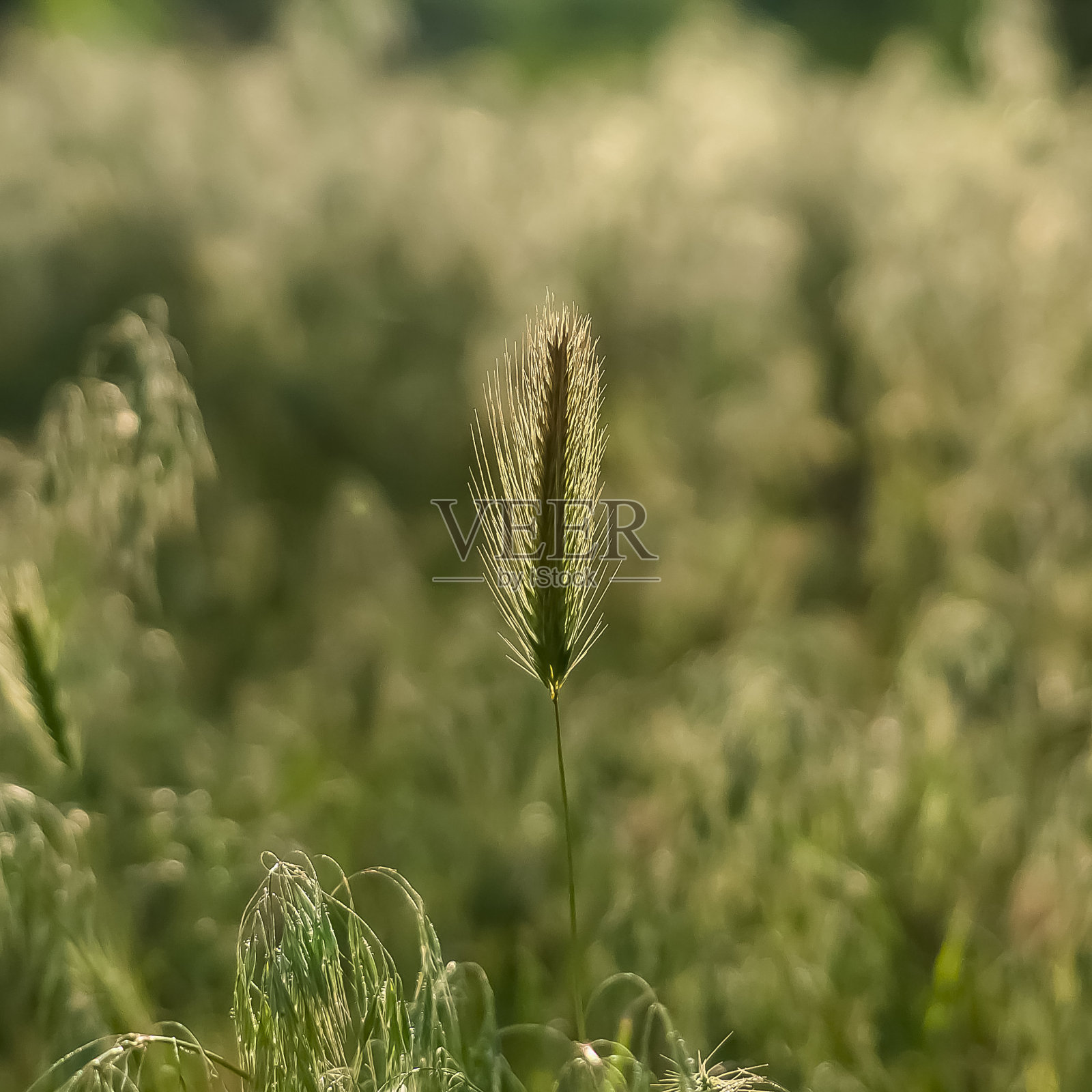 广场风景优美，阳光灿烂，鸟瞰郁郁葱葱的绿草如茵的森林照片摄影图片