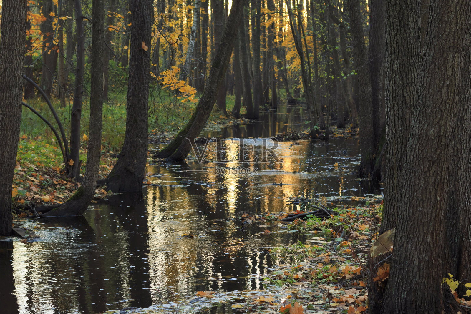 在河边的秋天小镇的森林里。照片摄影图片