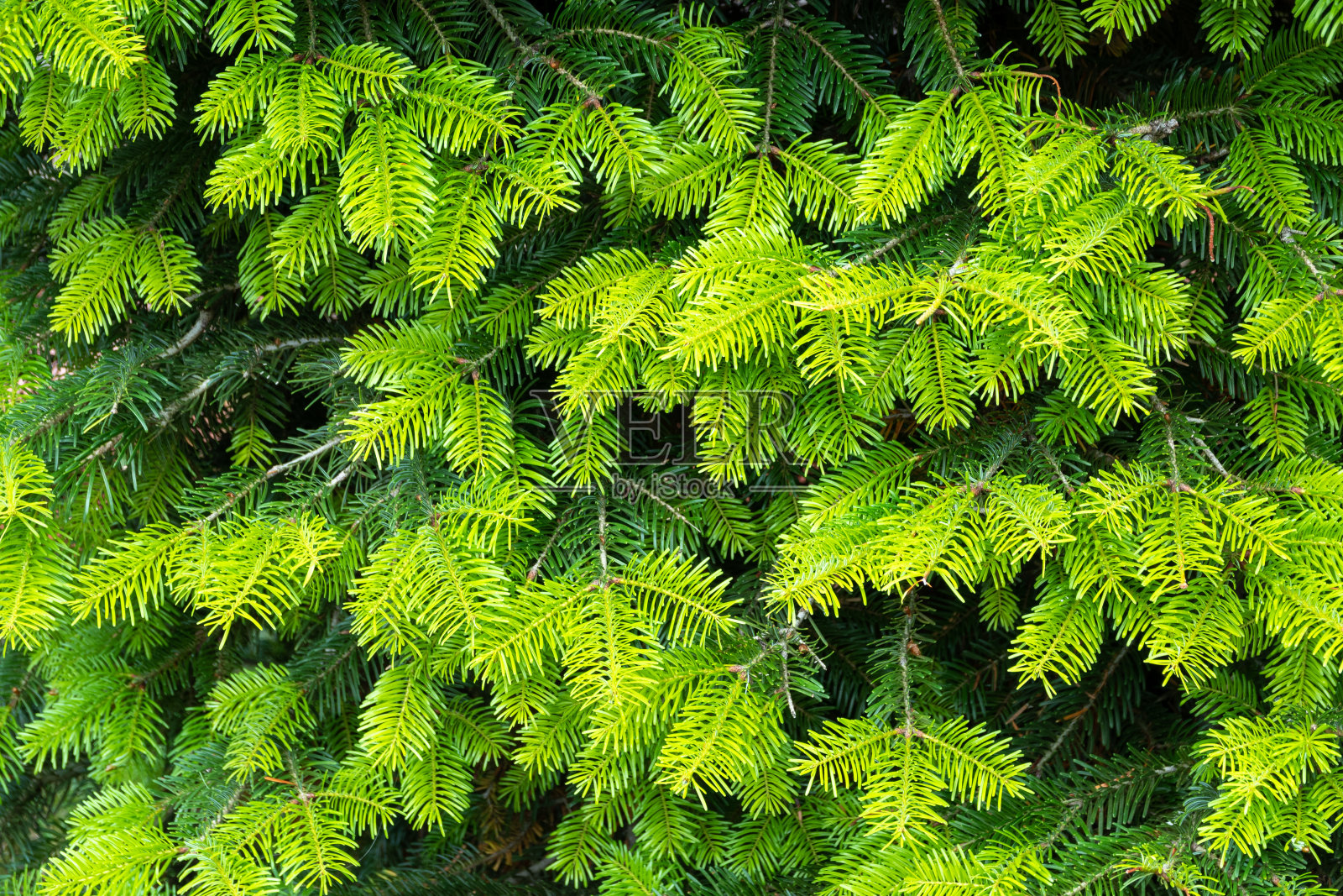 背景来自绿色的冷杉树枝。照片摄影图片