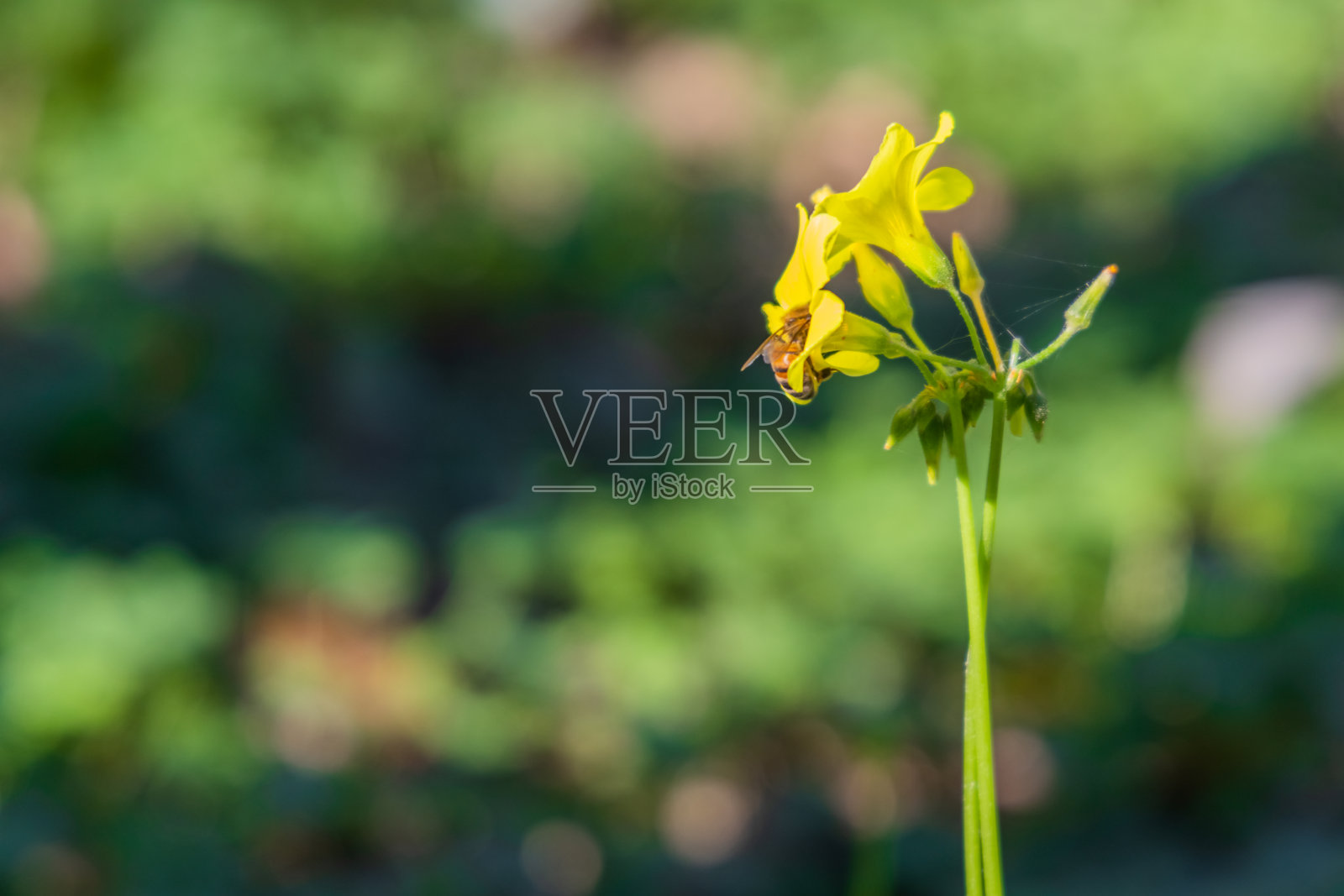 蜜蜂在花照片摄影图片