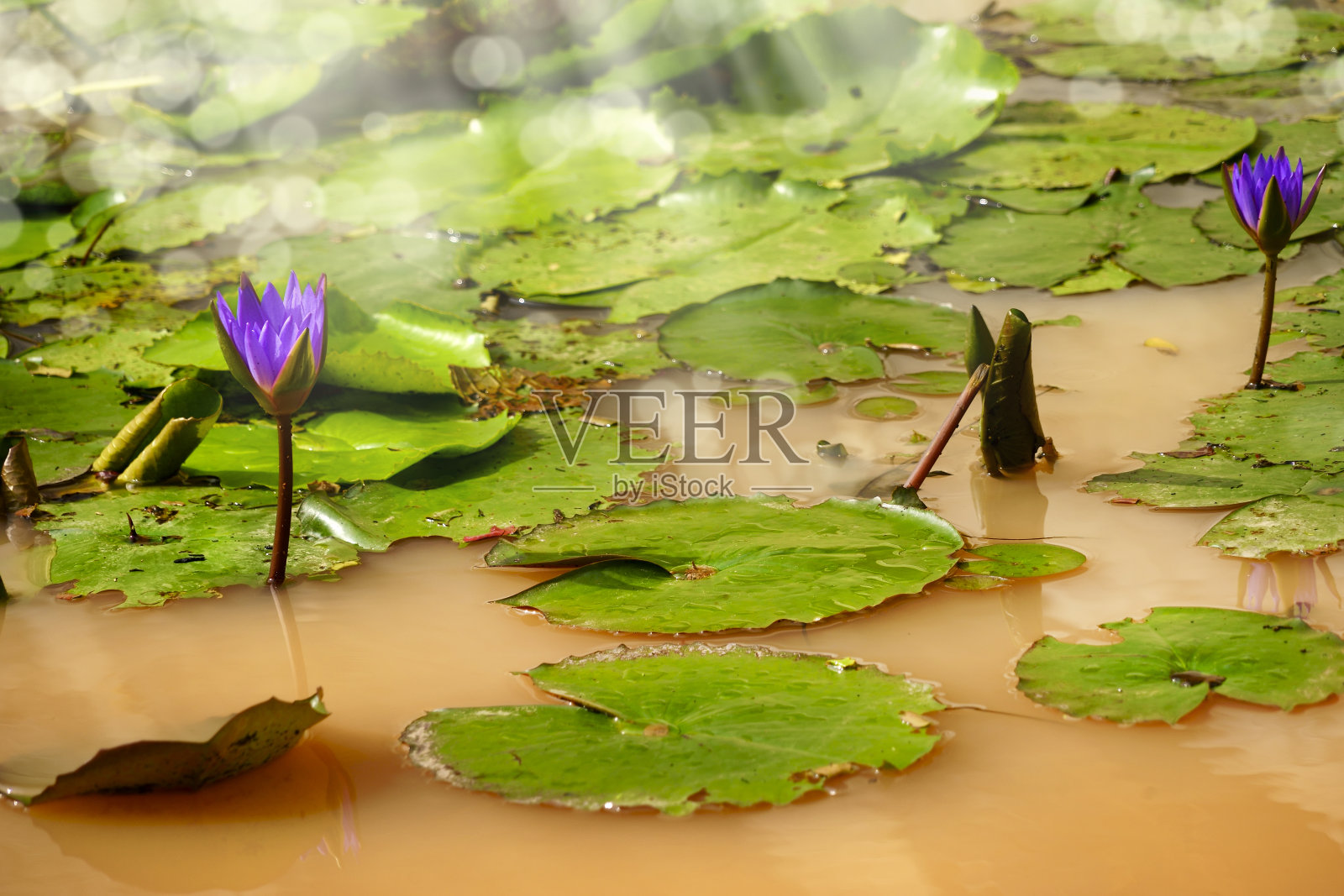 水塘上的热带花睡莲照片摄影图片