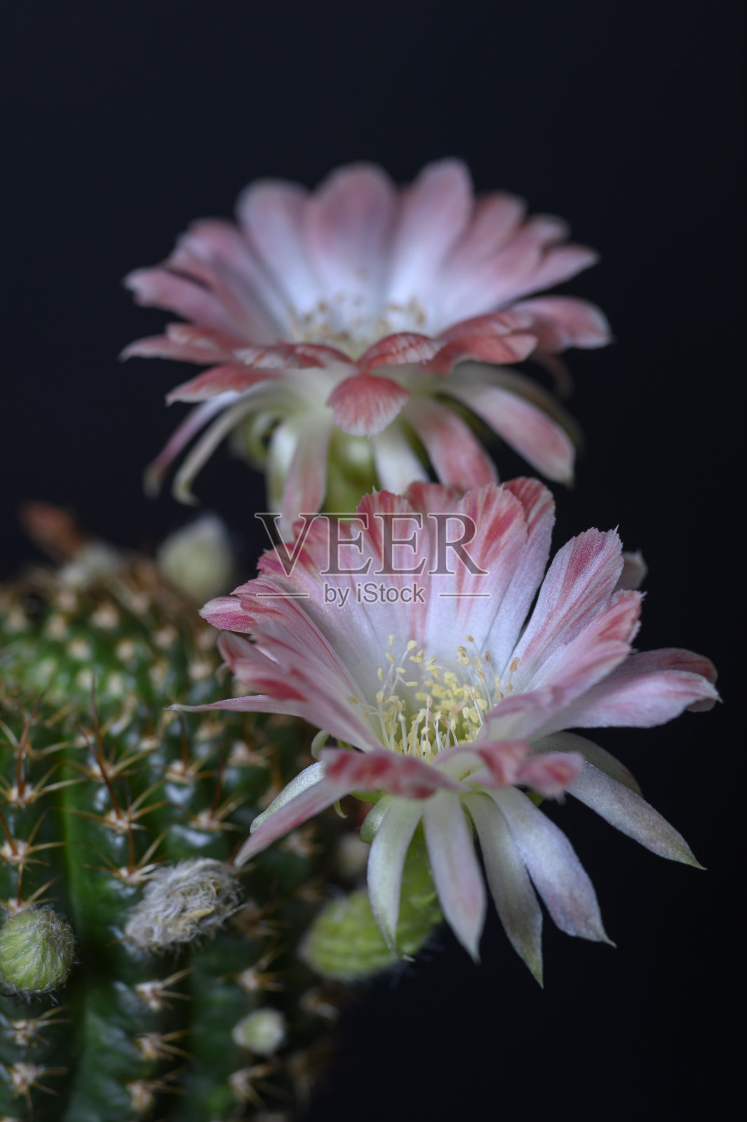 仙人掌的花照片摄影图片