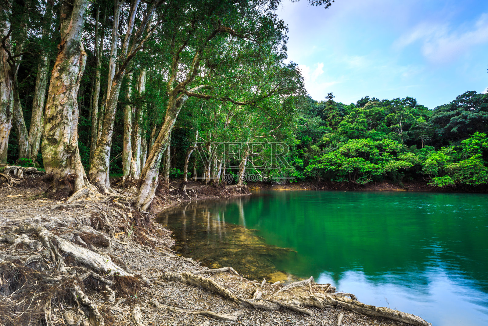 香港城门水塘郊野公园内的柏树照片摄影图片