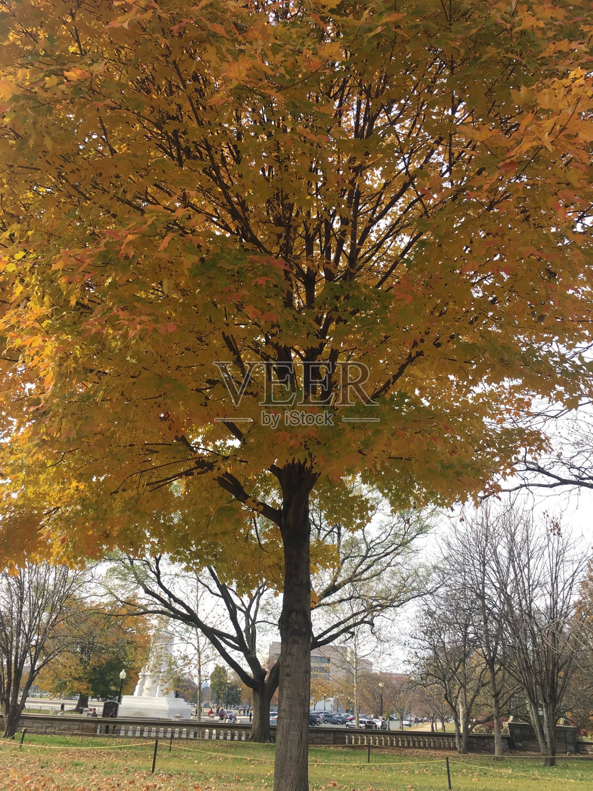 树照片摄影图片