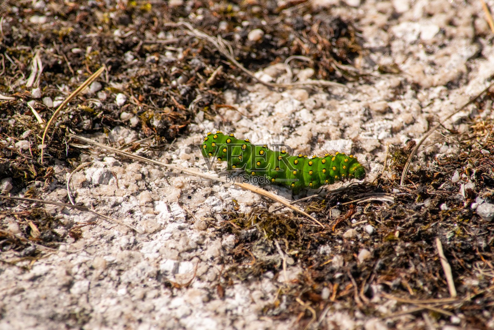 帝王蛾毛虫照片摄影图片