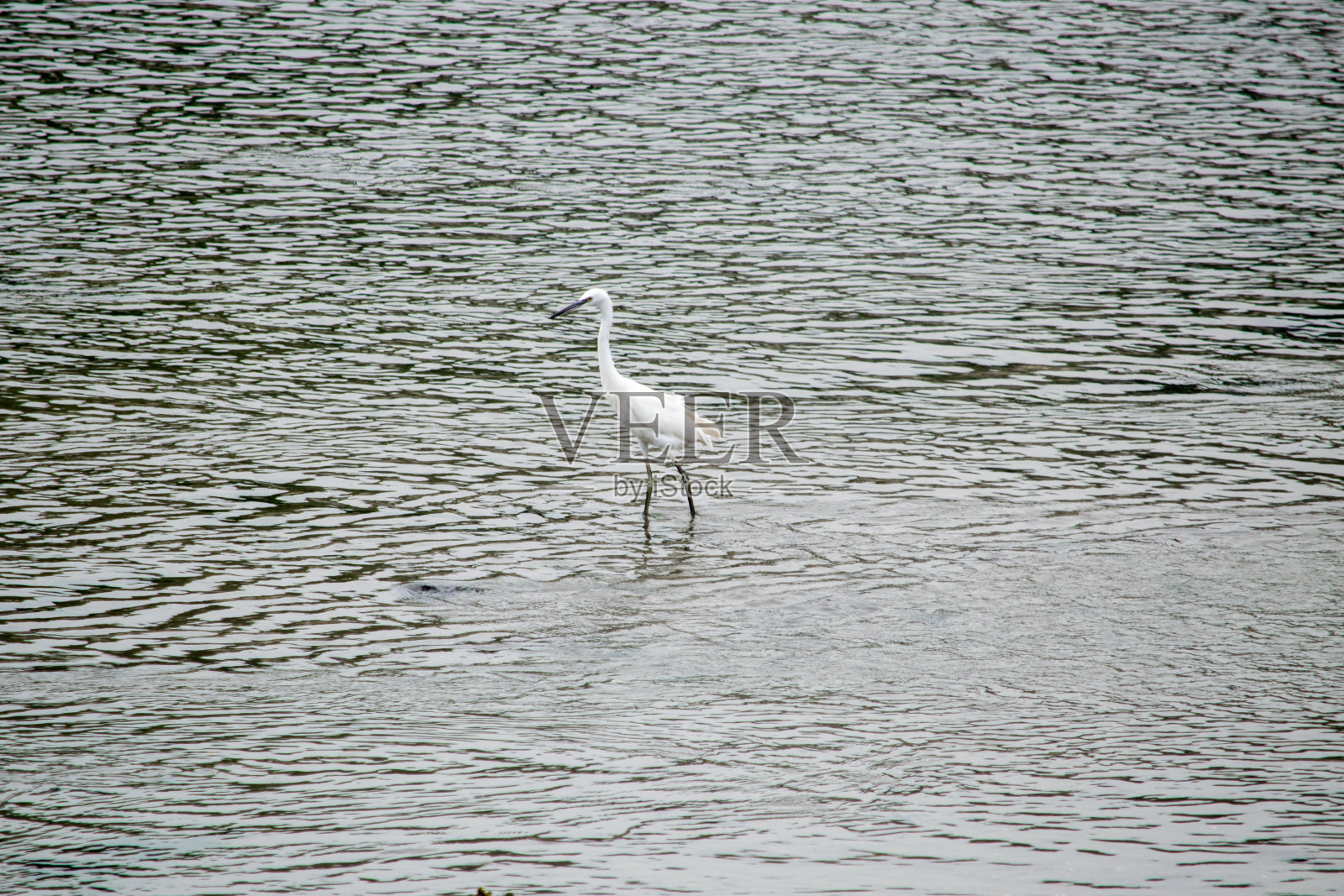小白鹭照片摄影图片