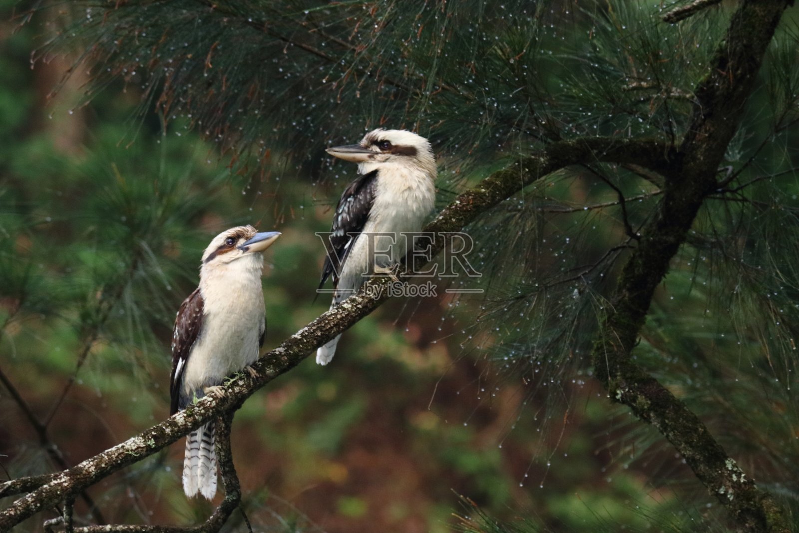 两只笑翠鸟坐在灌木丛中的一棵树上照片摄影图片