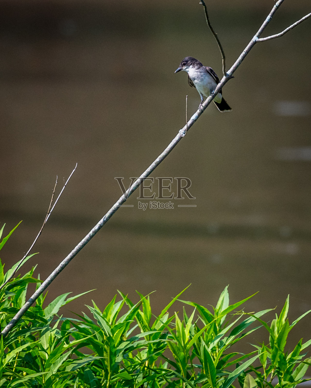 东金鸟在树枝上照片摄影图片