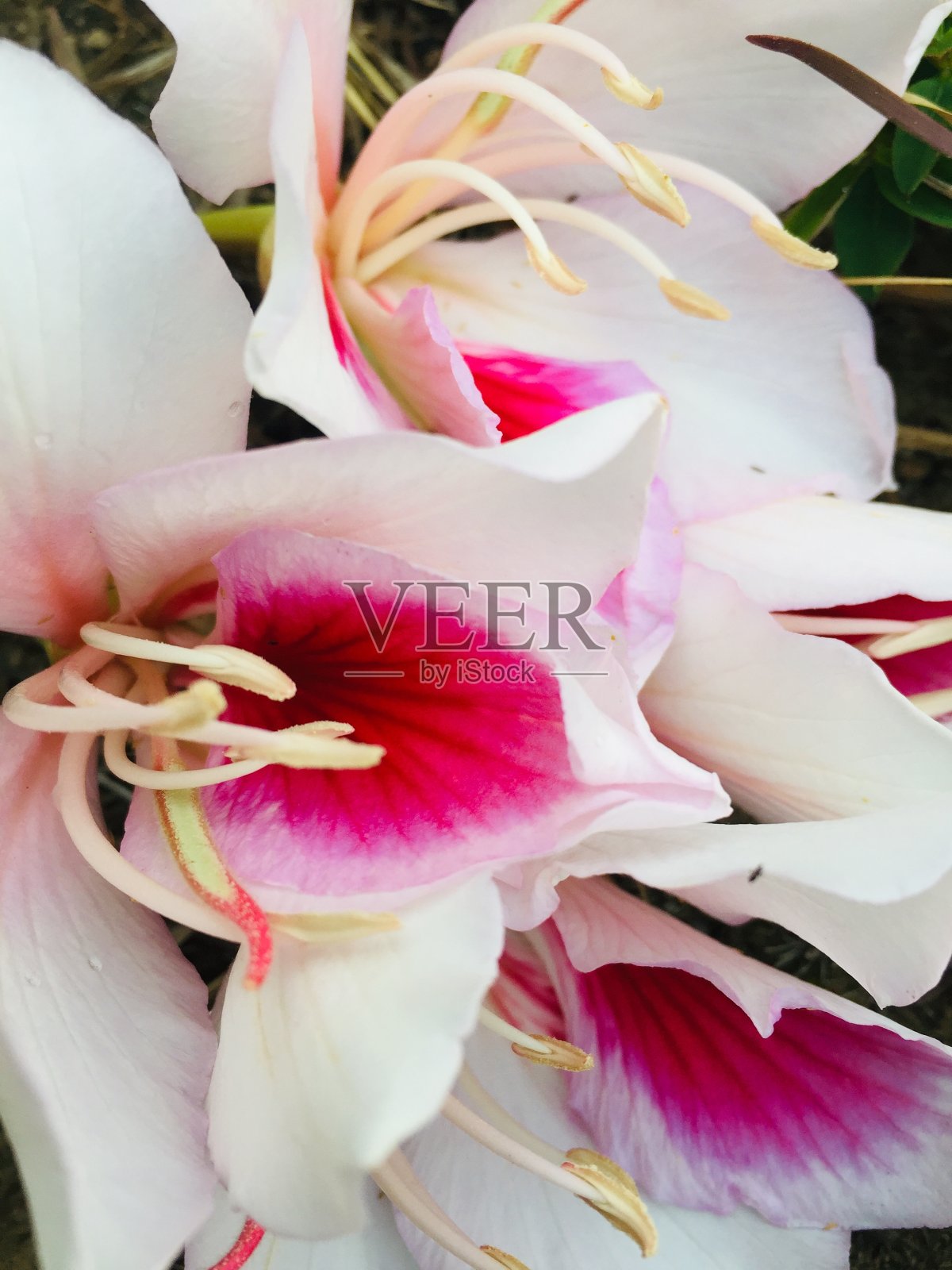 双色调花照片摄影图片