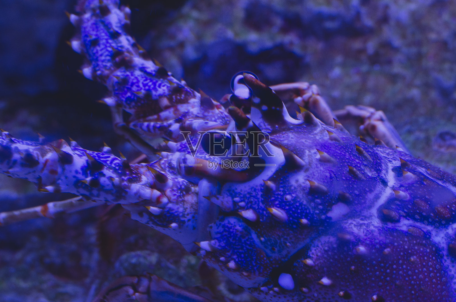 深海龙虾的黑眼睛照片摄影图片