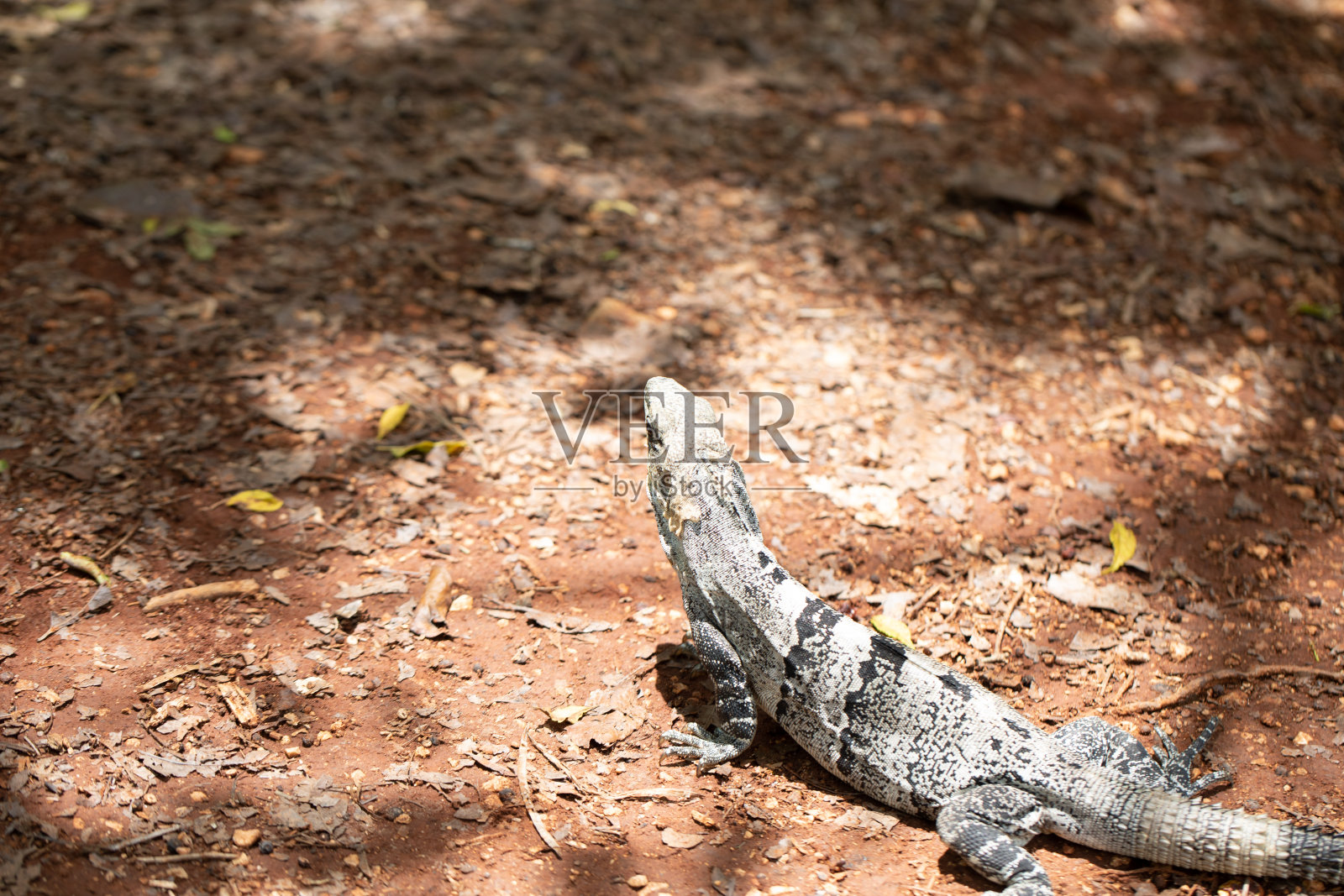 墨西哥尤卡坦半岛的奇琴伊察考古遗址照片摄影图片