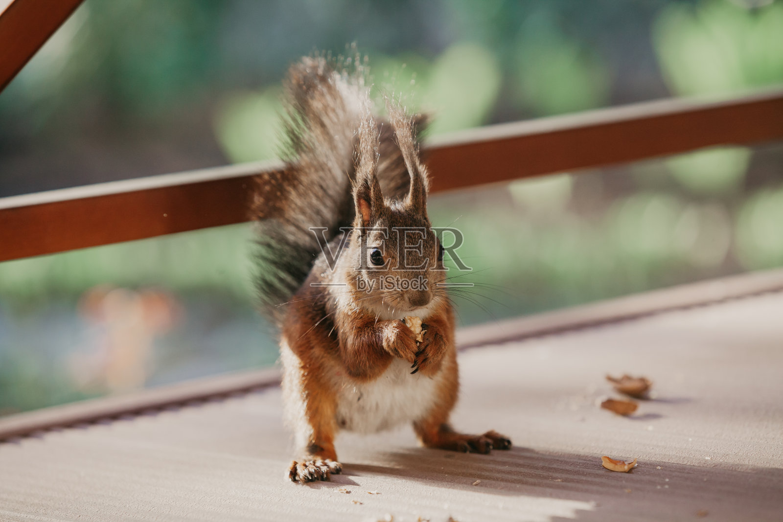 一只耳朵毛茸茸的松鼠坐在阳台的地板上照片摄影图片