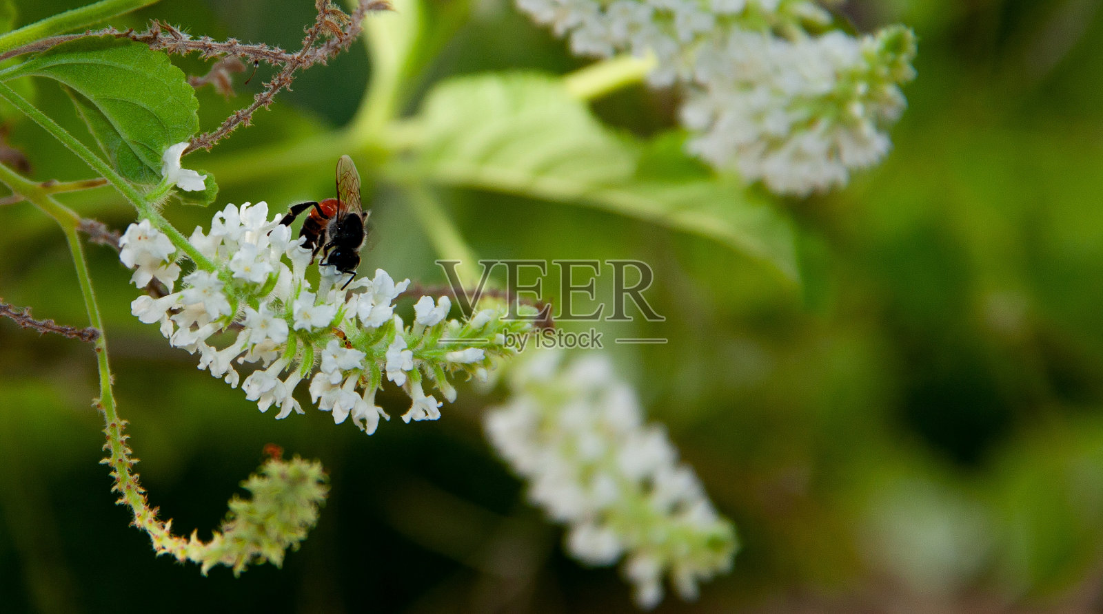 我的花照片摄影图片