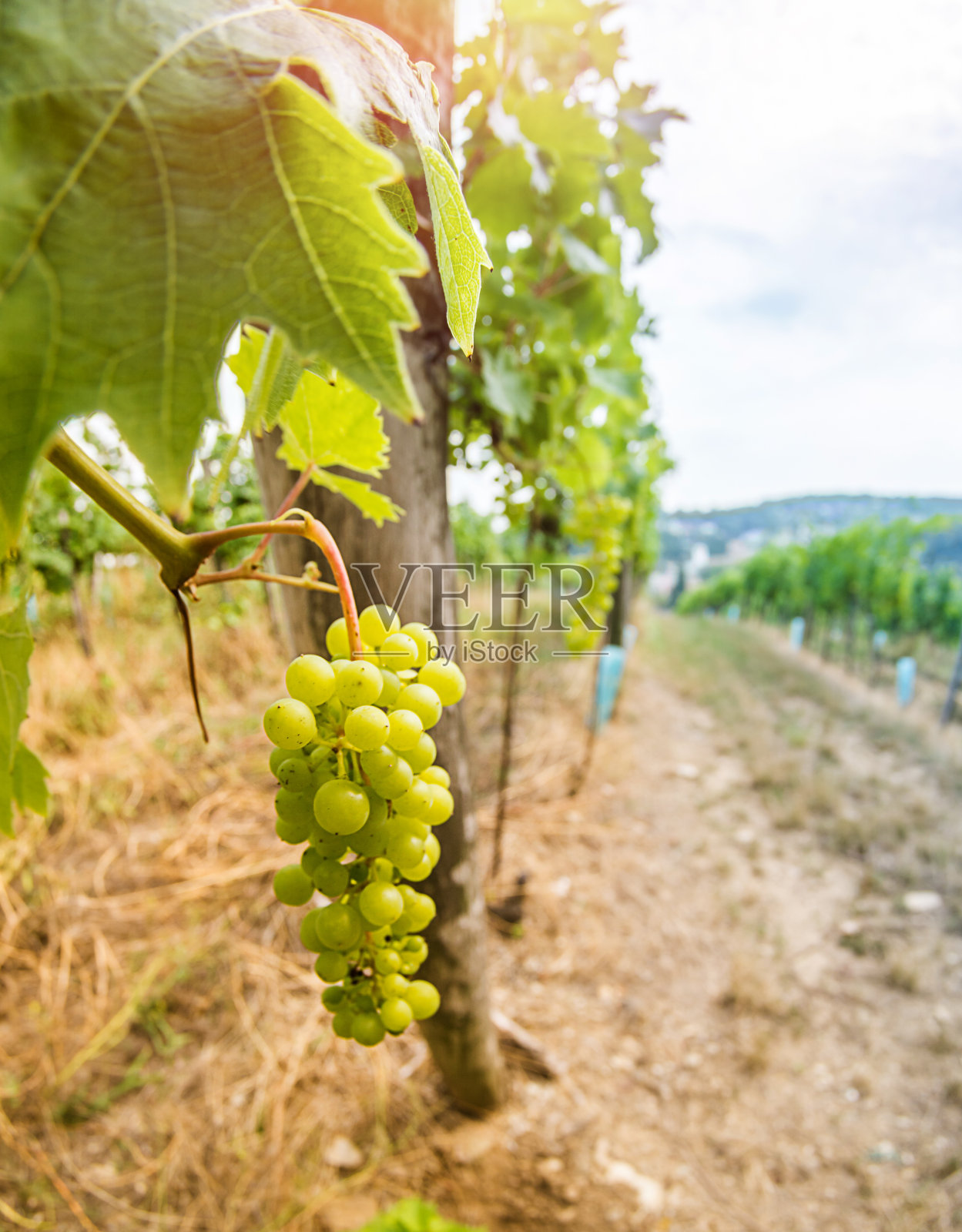 靠近葡萄藤和茎在一个小葡萄园照片摄影图片