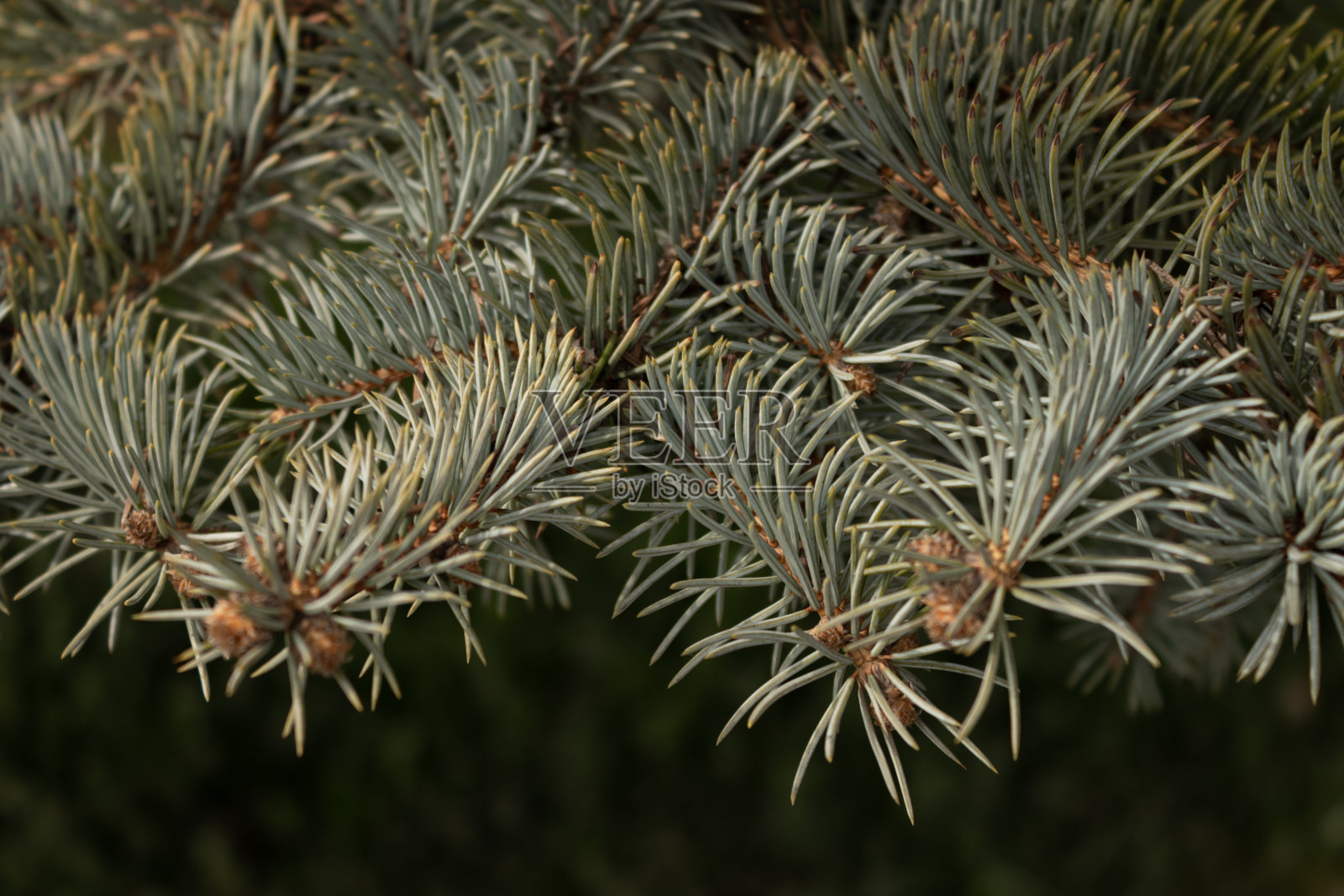 一棵常青圣诞树的树枝特写照片摄影图片