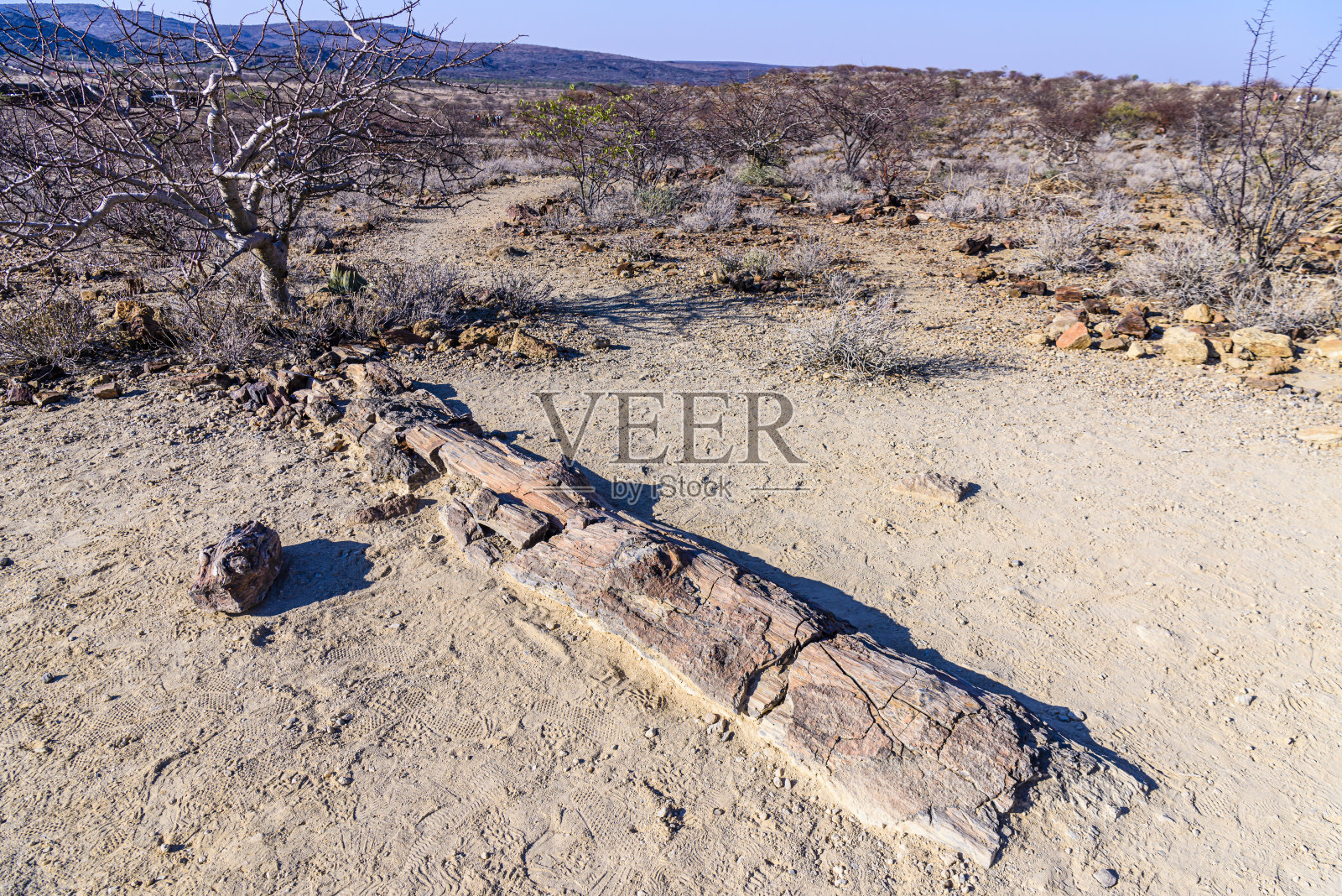 纳米比亚的石化树干照片摄影图片