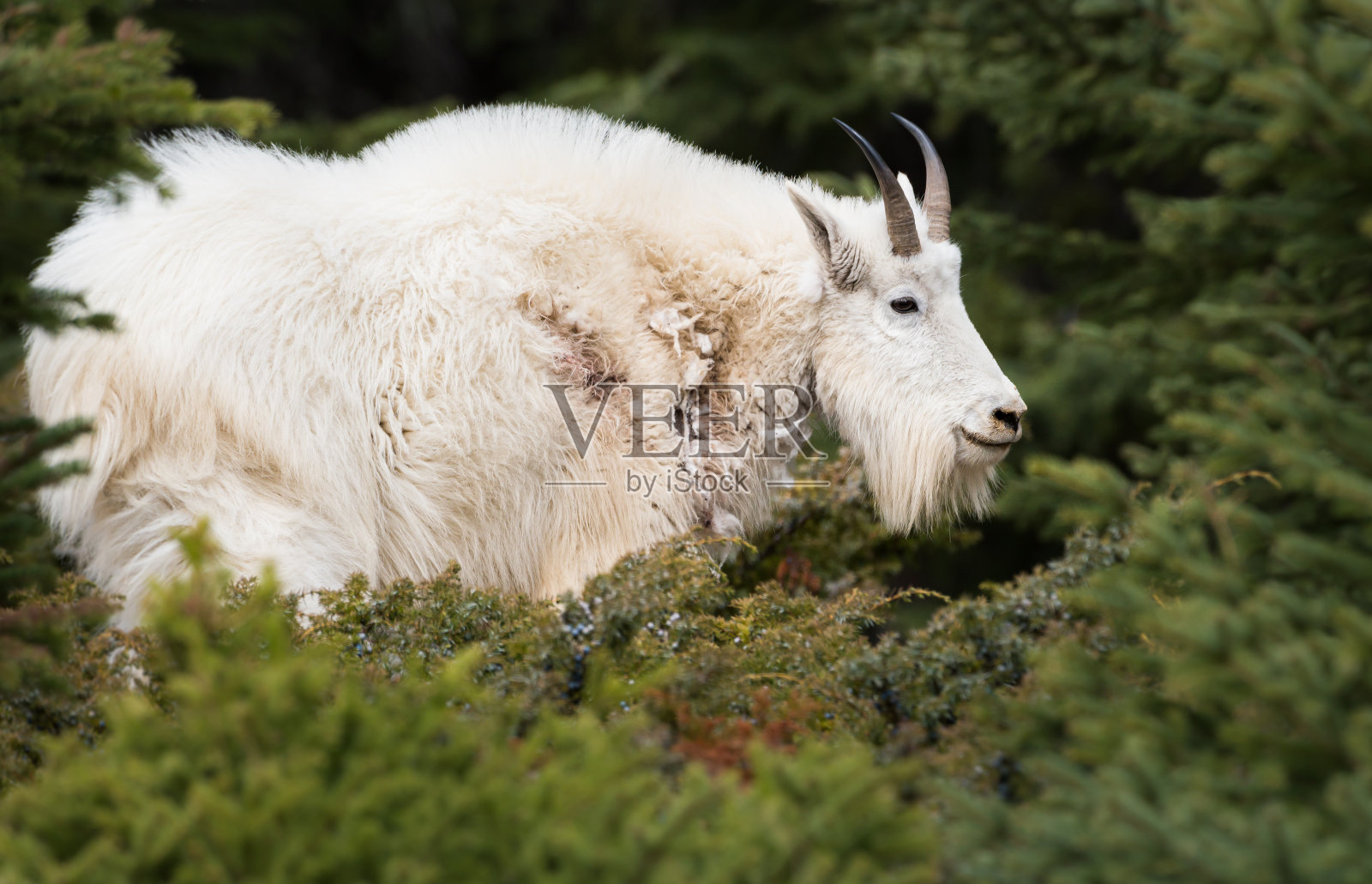 山羊照片摄影图片