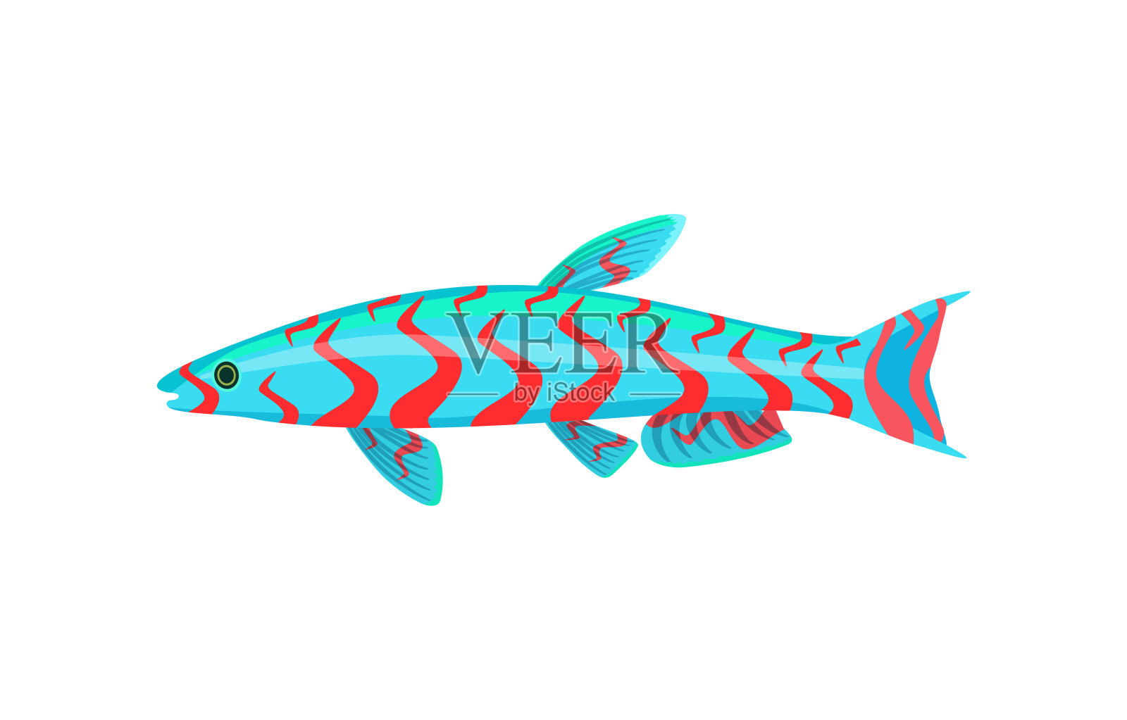 鳜鱼孤立在白色图形上插画图片素材