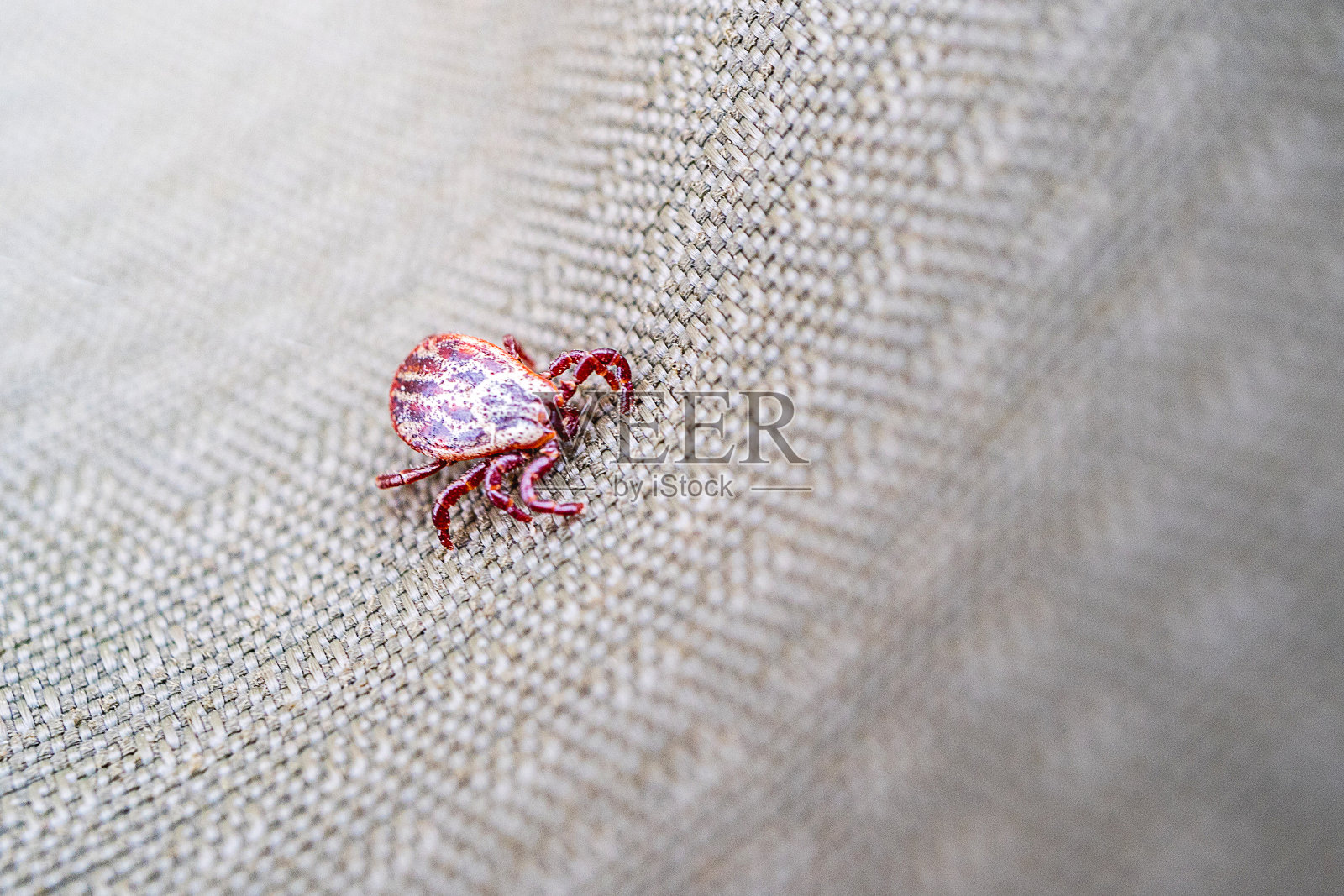 斑点红色硬毛螨爬过组织照片摄影图片