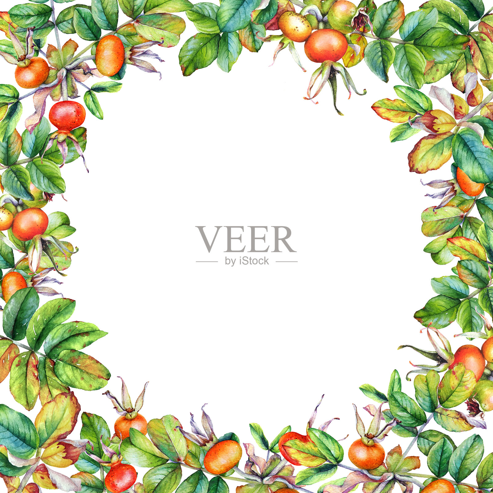 框架与蔷薇果植物与枝条插画图片素材