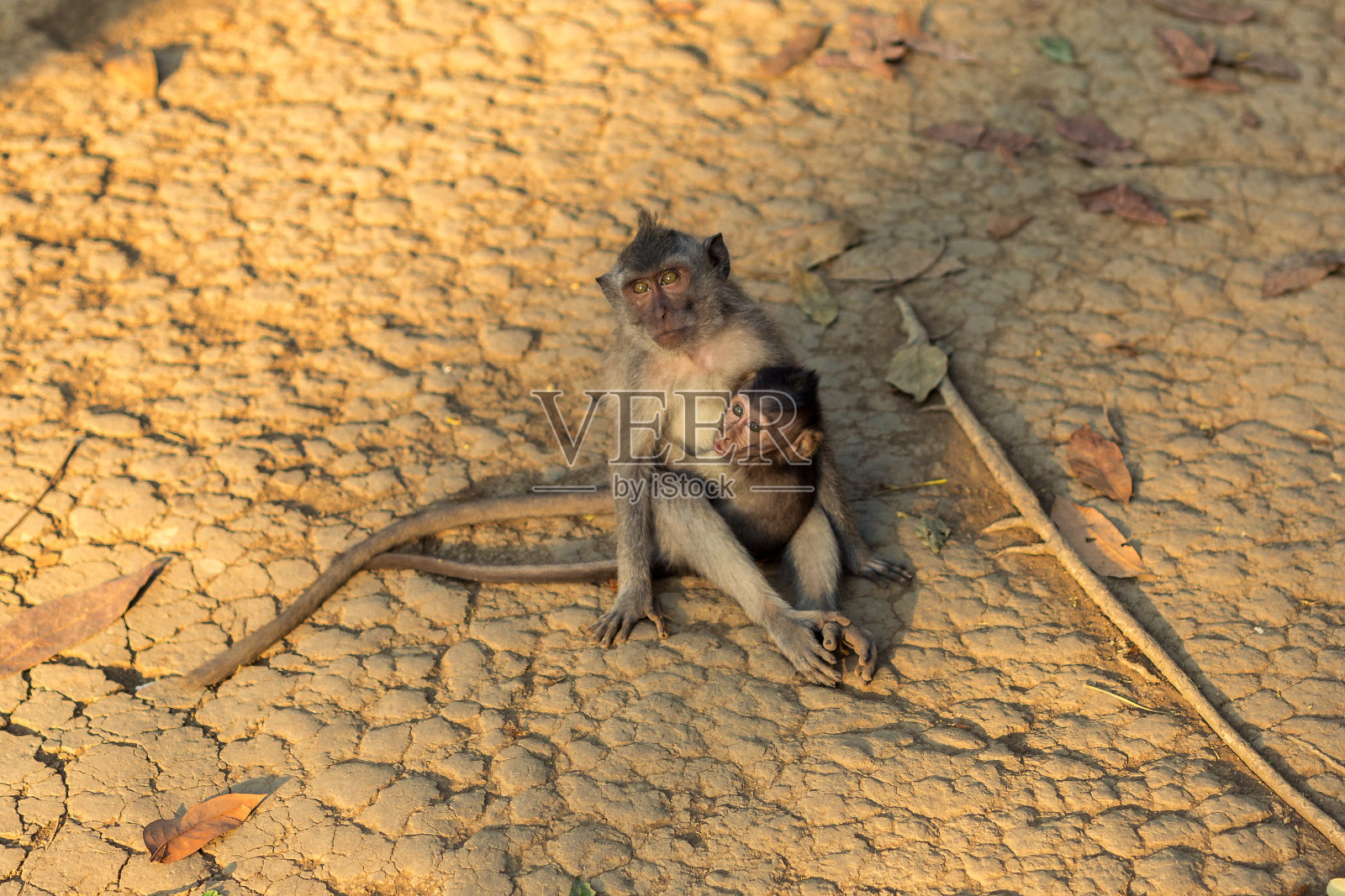 印度尼西亚巴厘岛乌布的猴子森林保护区，一只猕猴和一只小猕猴在一起照片摄影图片
