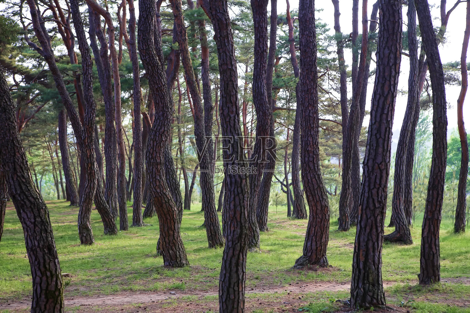 植物照片摄影图片