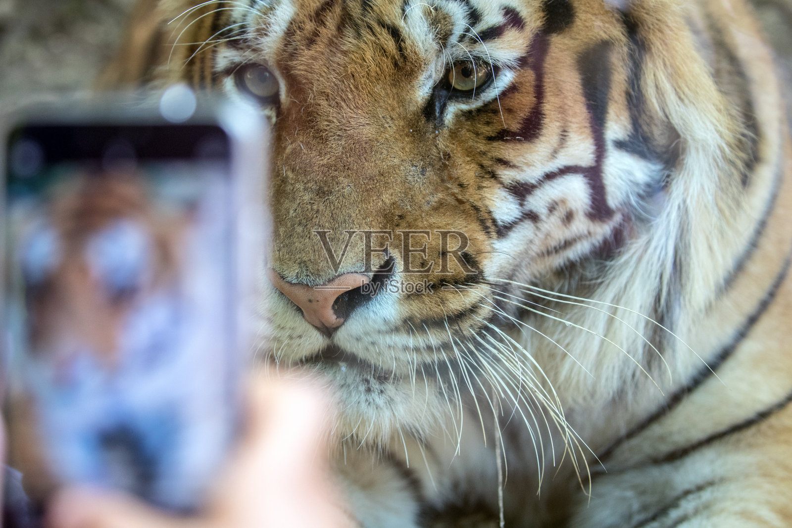 和老虎合影照片摄影图片