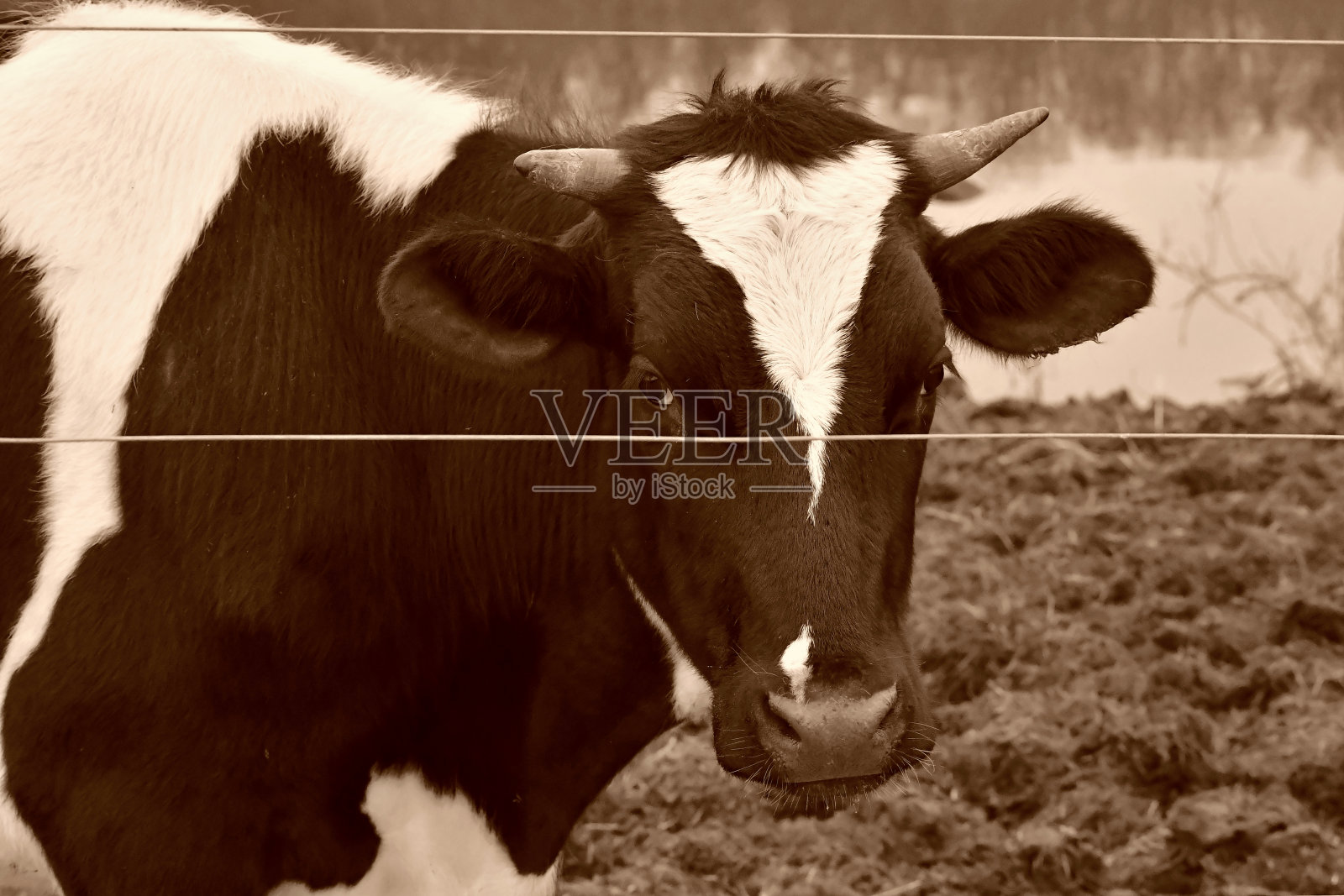 用怀疑的眼光看着摄像机照片摄影图片