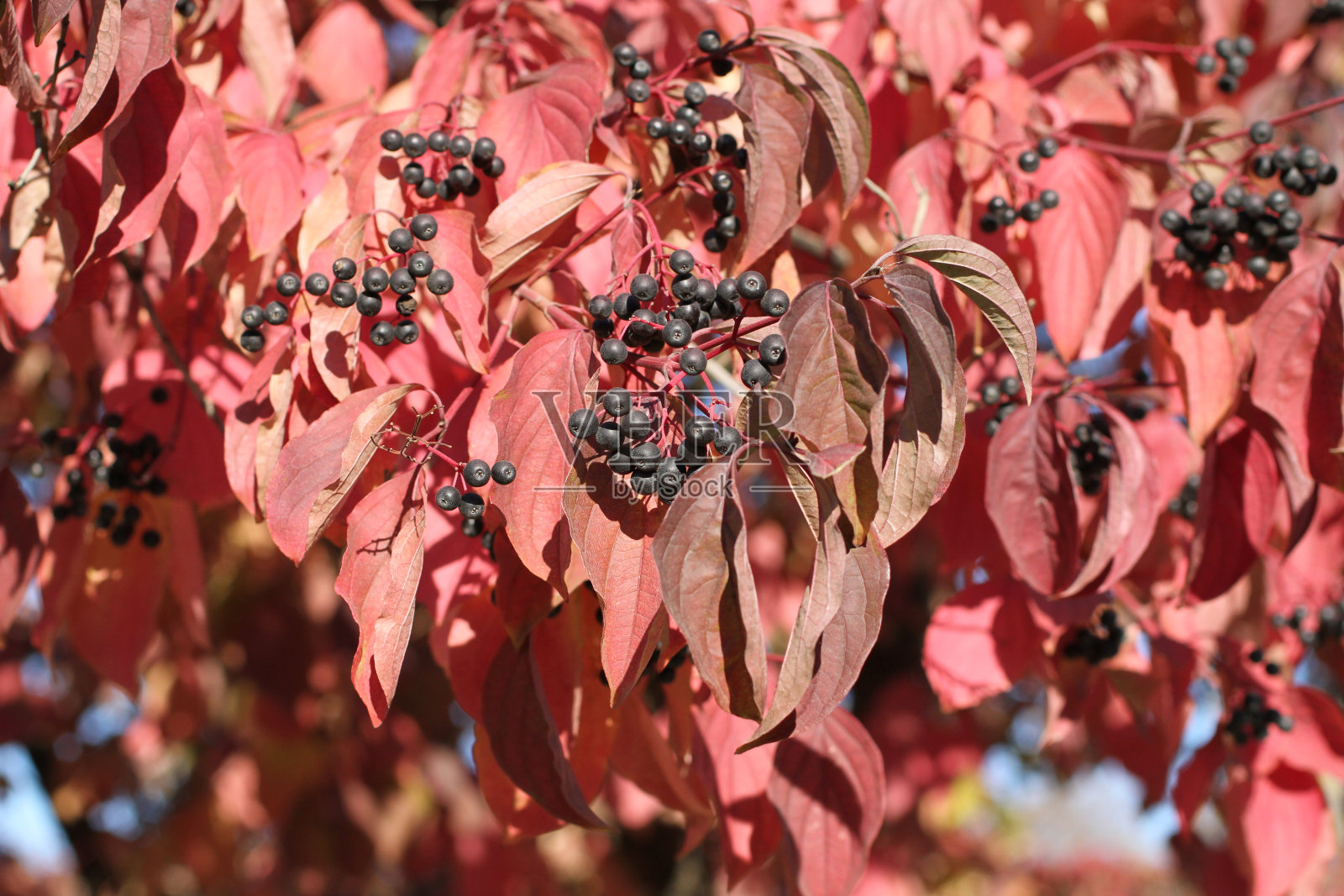 秋天-簇簇的黑色浆果和紫色的叶子在装饰树木的树枝上反对蓝色的天空照片摄影图片