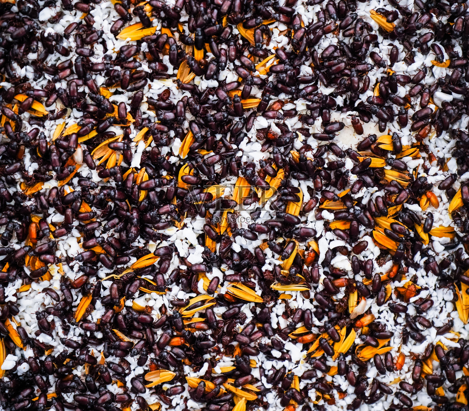 神圣的钟声银铃。照片摄影图片