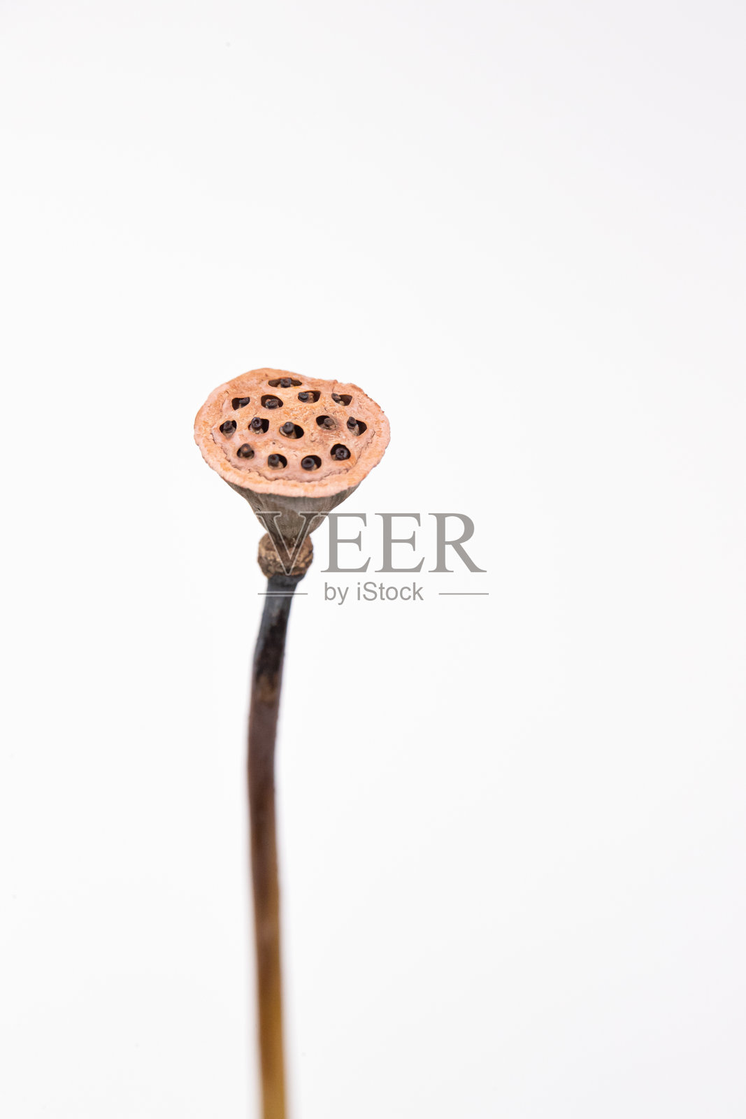 池塘莲藕照片摄影图片