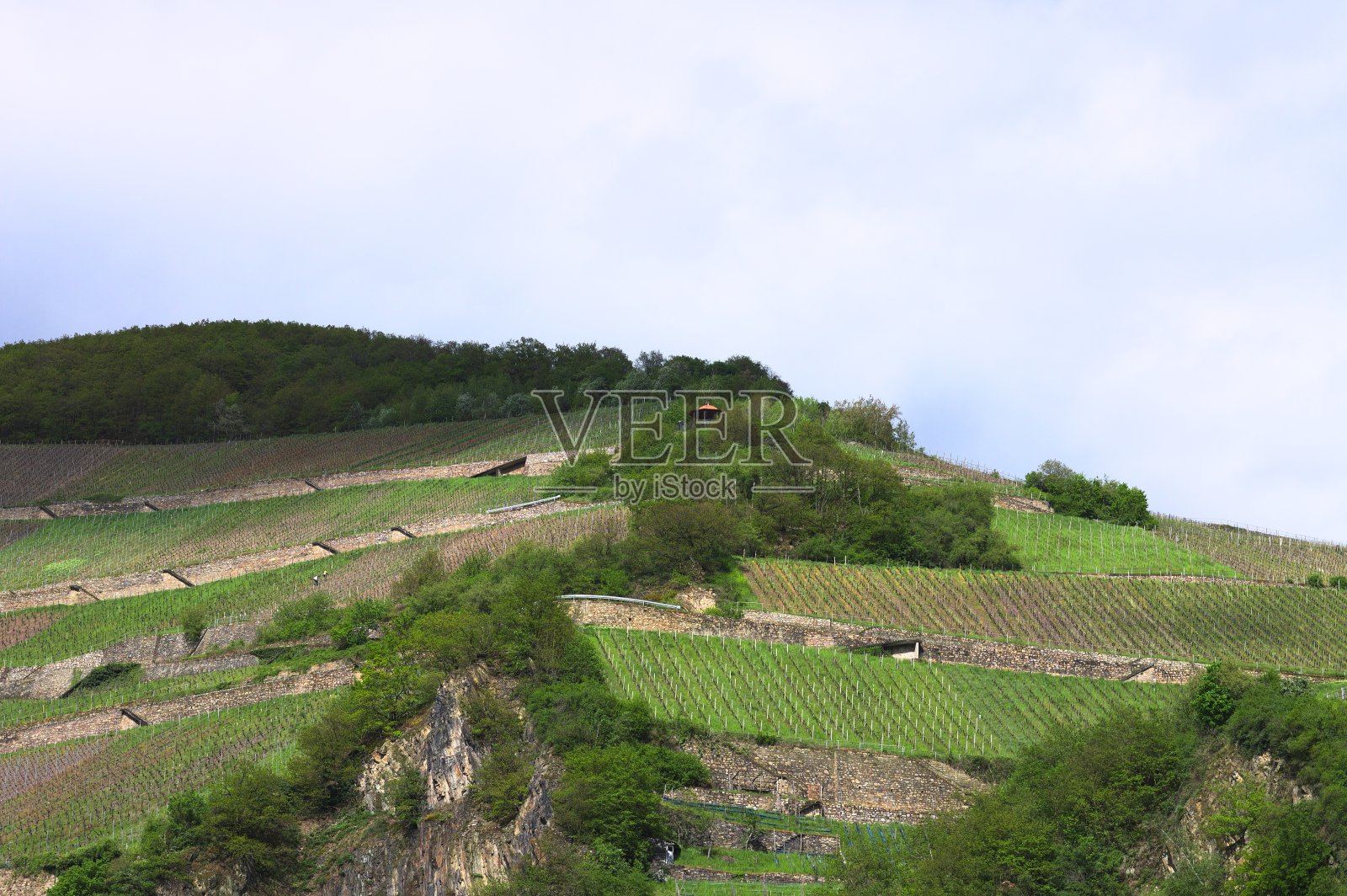 莱茵河流域的葡萄园(德国，欧洲)照片摄影图片