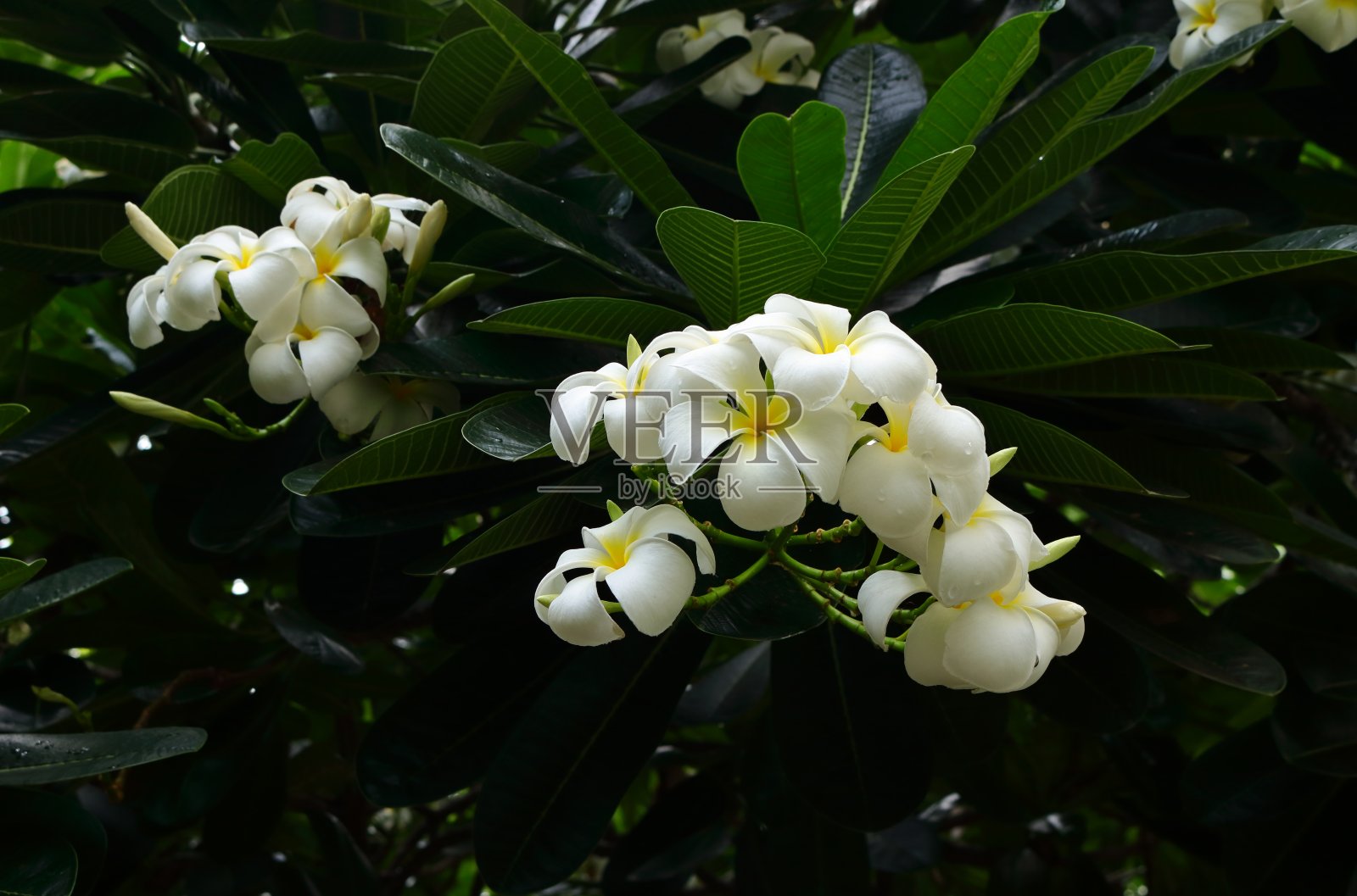 白色的美照片摄影图片