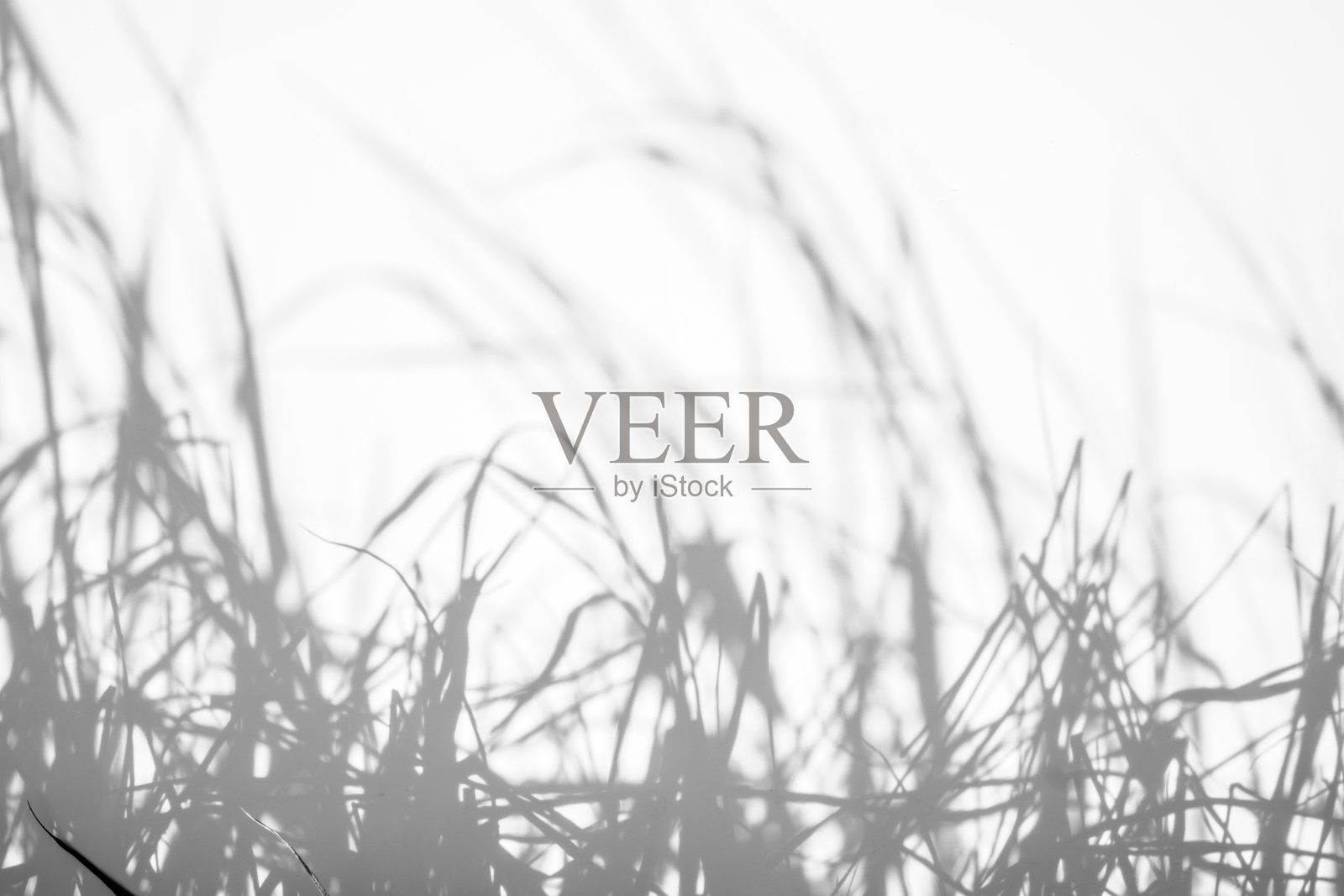 抽象的背景阴影草在白墙上。白色和黑色的。照片摄影图片