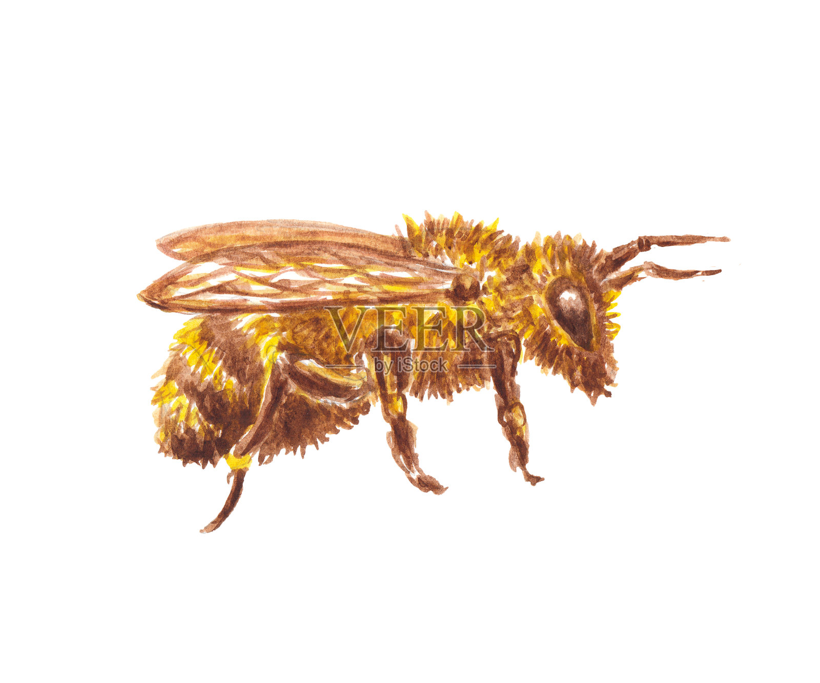 一只蜜蜂的水彩画设计元素图片