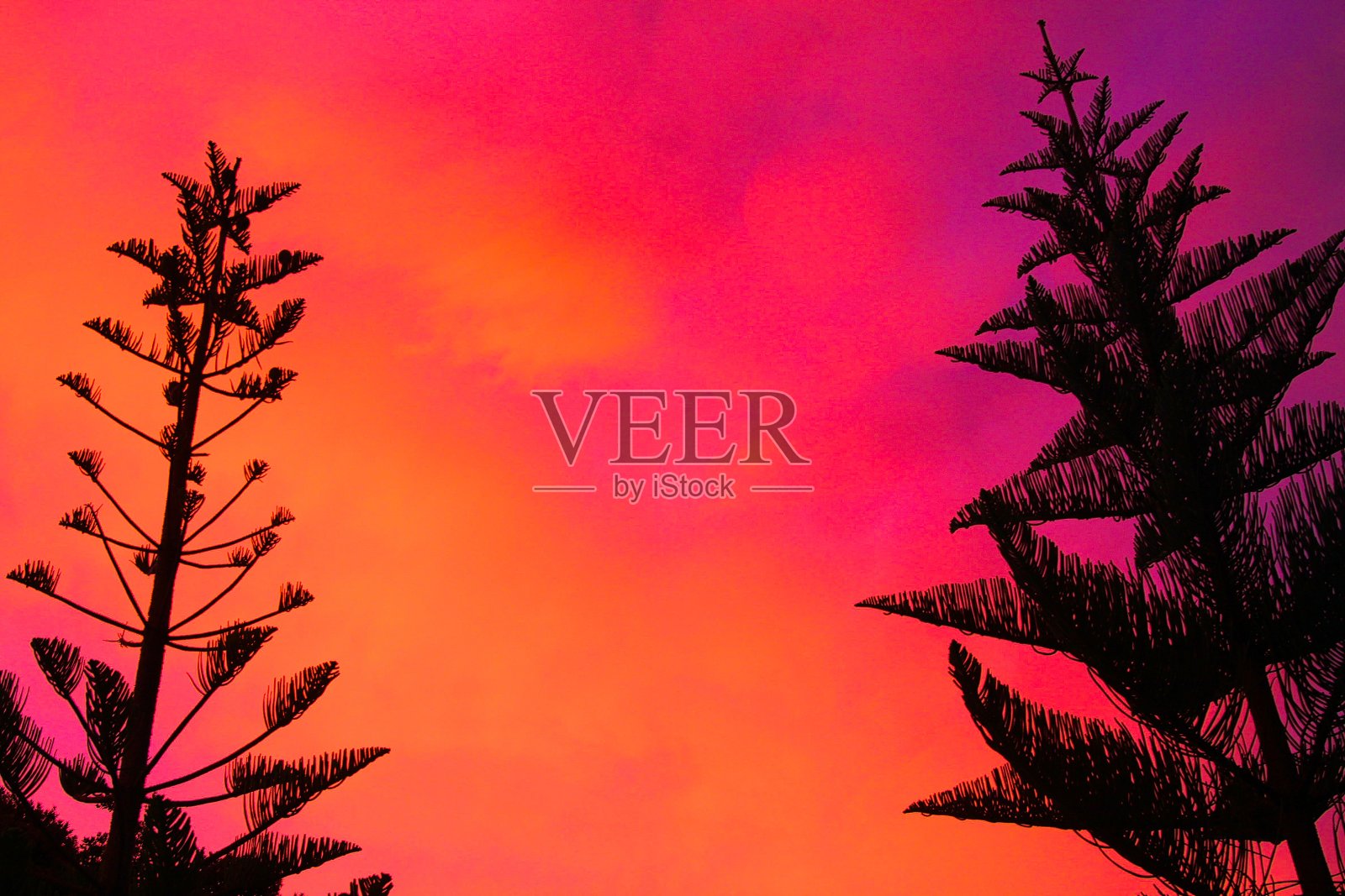 黑色诺福克松的剪影(南洋杉)冠对比的粉红色和红色燃烧天空在日落照片摄影图片