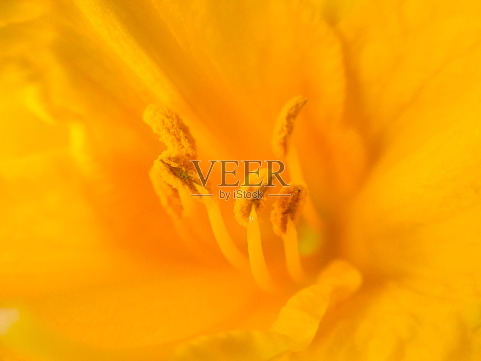 郁金香雌蕊照片摄影图片