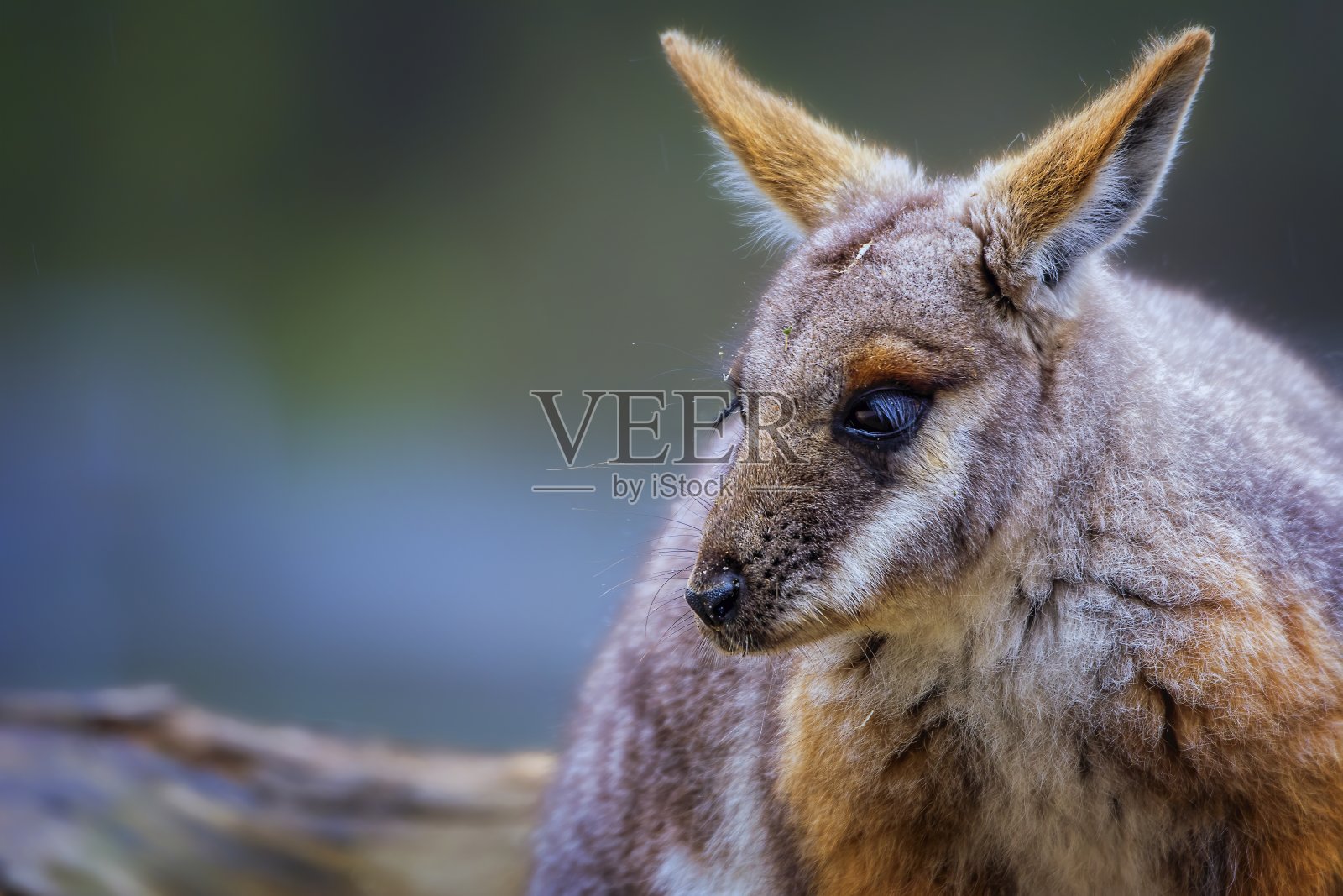 黄脚岩沙袋鼠(岩沙袋鼠)照片摄影图片