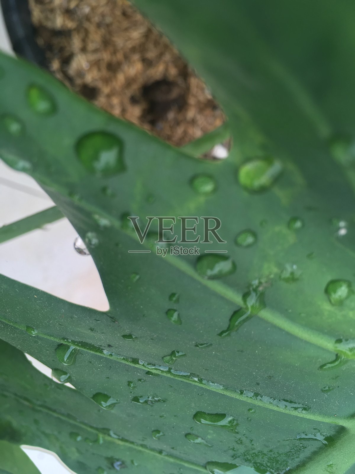 水滴在树叶上照片摄影图片