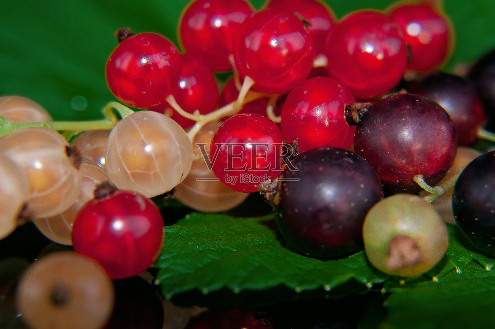 新鲜的红、黑、白葡萄干和绿色的叶子躺在黑色的盘子里照片摄影图片